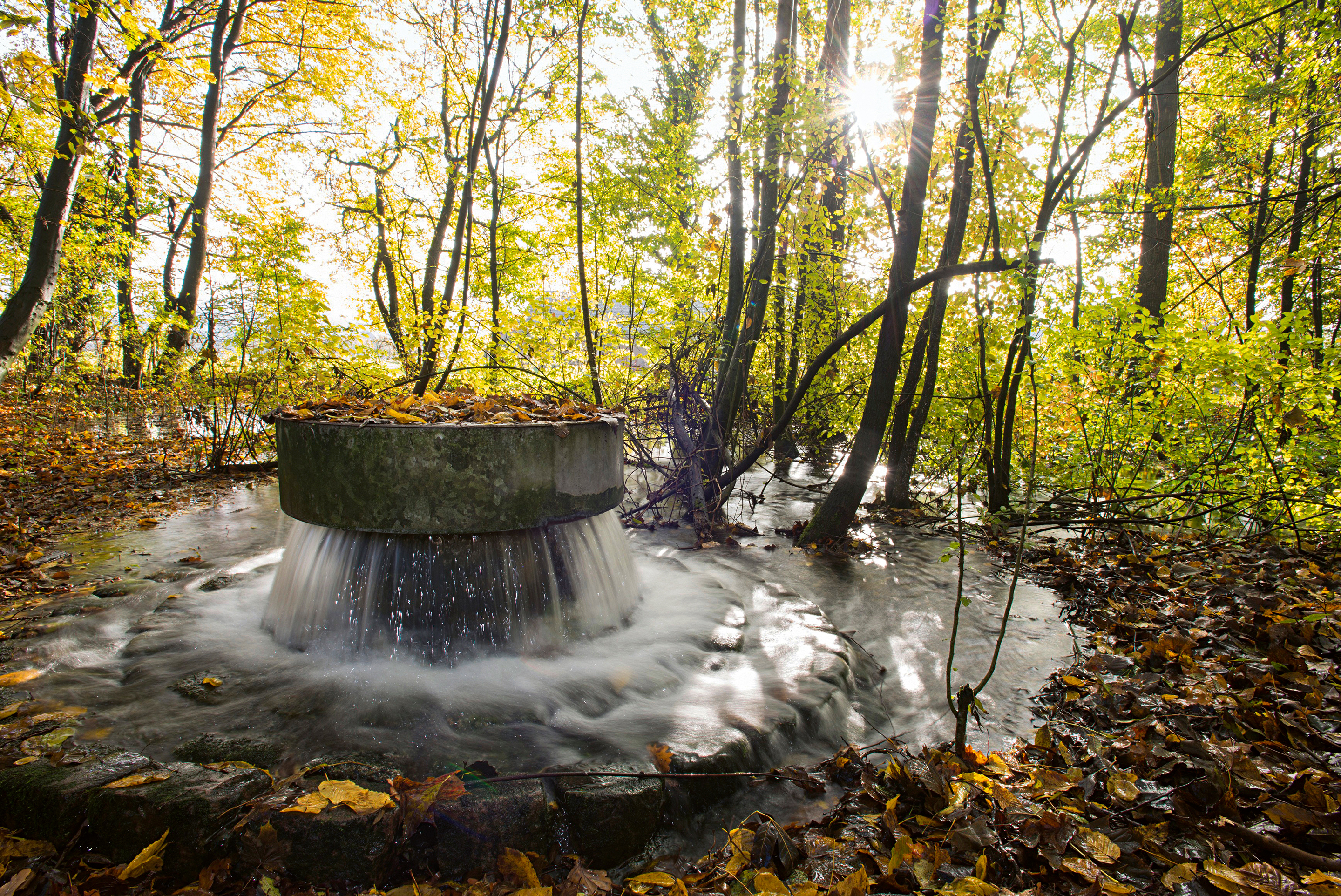 Wasser aus dem Rhein sprudelt in eine Wässerstelle im Basler Naturschutzgebiet Lange Erlen. Nach der Versickerung ins Grundwasser wird es für die Trinkwasserproduktion gewonnen.