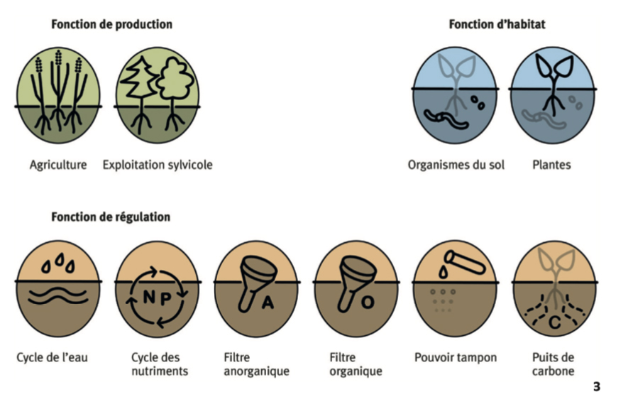 Fonctions du sol : les fonctions du sol « production », « habitat » et « régulation » sont divisées en sous-fonctions qui visent à décrire aussi précisément que possible la multifonctionnalité du sol. [Source : Synthèse thématique 3 : Un agenda du sol pour l’aménagement du territoire (Grêt-Regamey A., Kool S., Bühlmann L., Kissling S.)