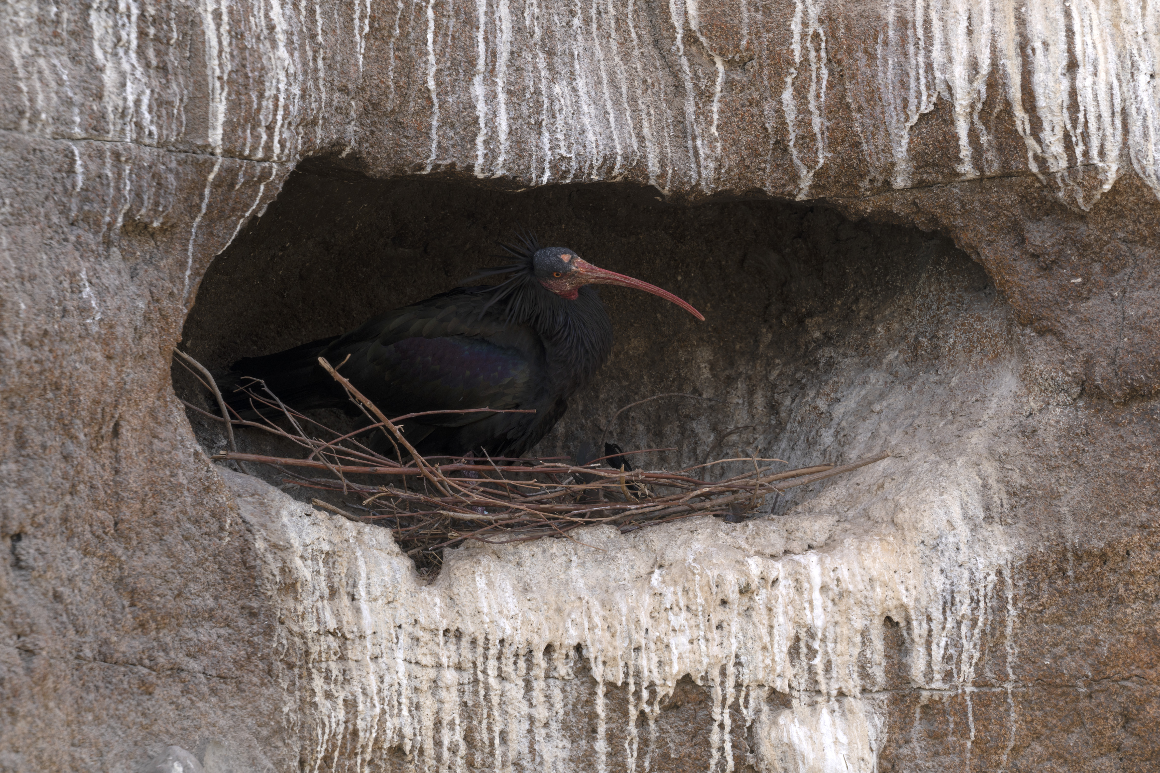 The visitors can observe birds in conditions very similar to those of their natural habitat.