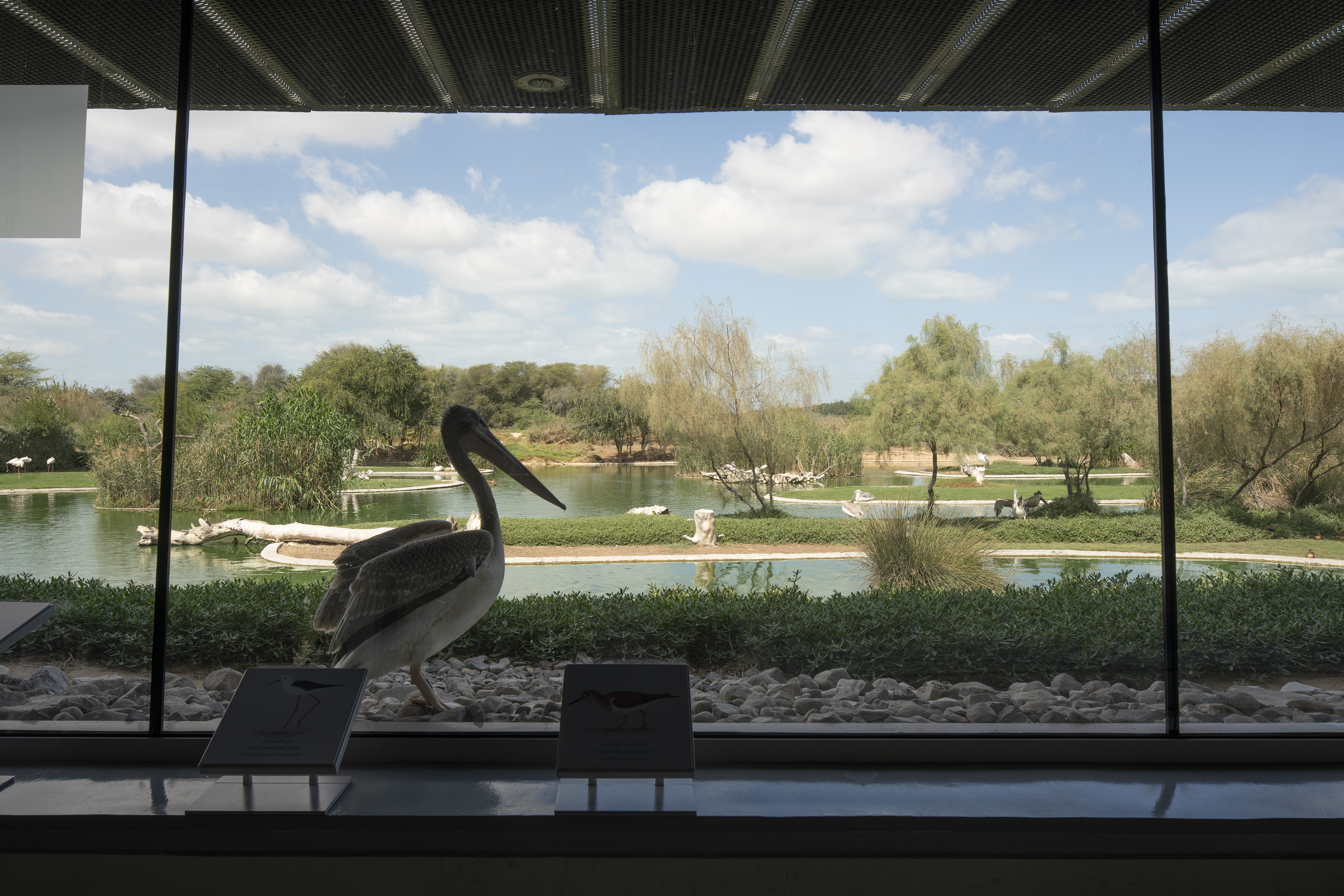 Birds tend to come near the galleries’ glass walls, allowing visitors to get a closer look at them.
