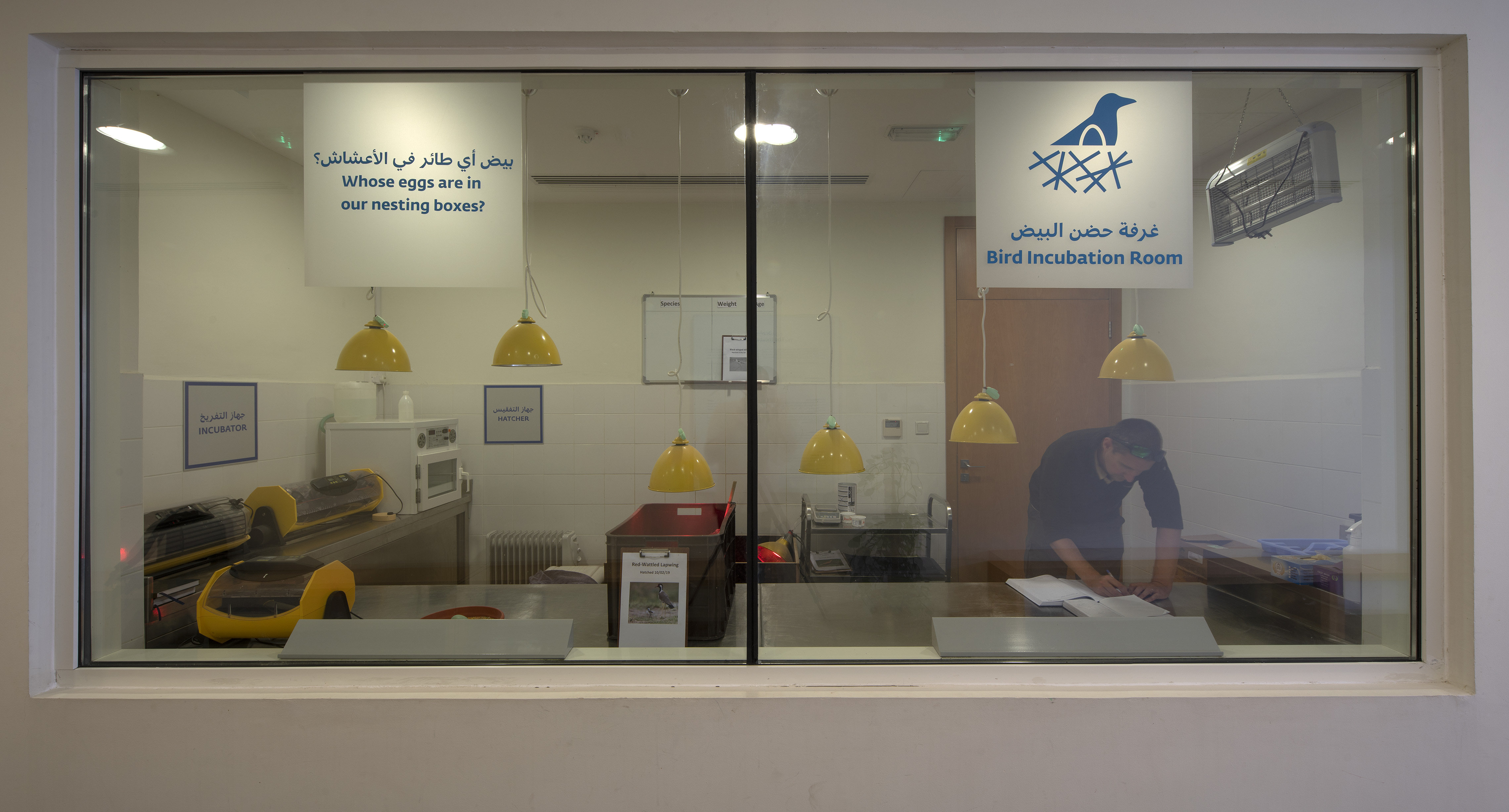 Just like the kitchen, the visitors can see the inside of the incubation room, in which it is sometimes possible to witness the birth of hatchlings.