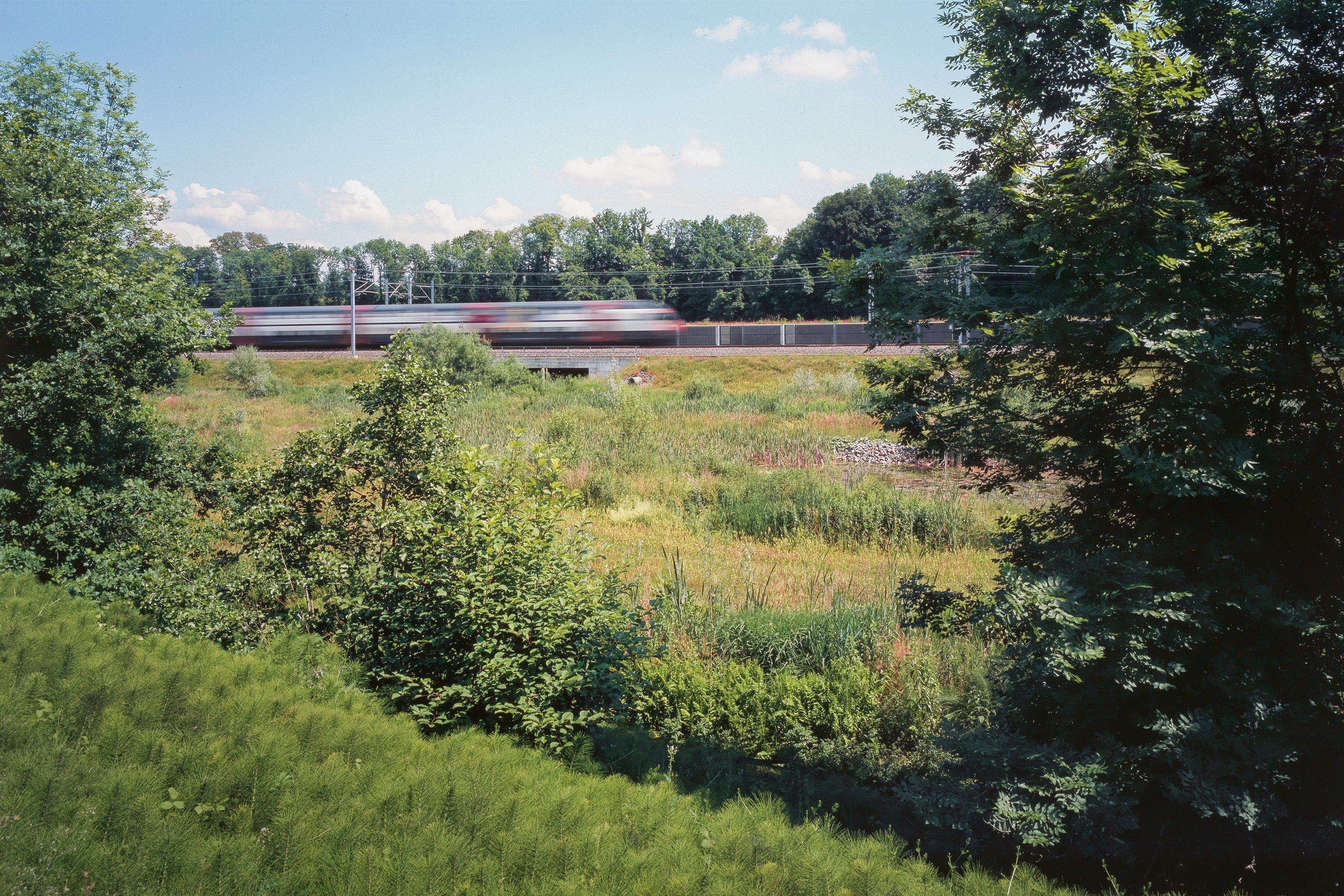 Der Bahnverkehr rast, die Natur verharrt: Im Raum Wynau-Aarwangen BE sind bestehende Schutzgebiete arrondiert und aufgewertet worden.