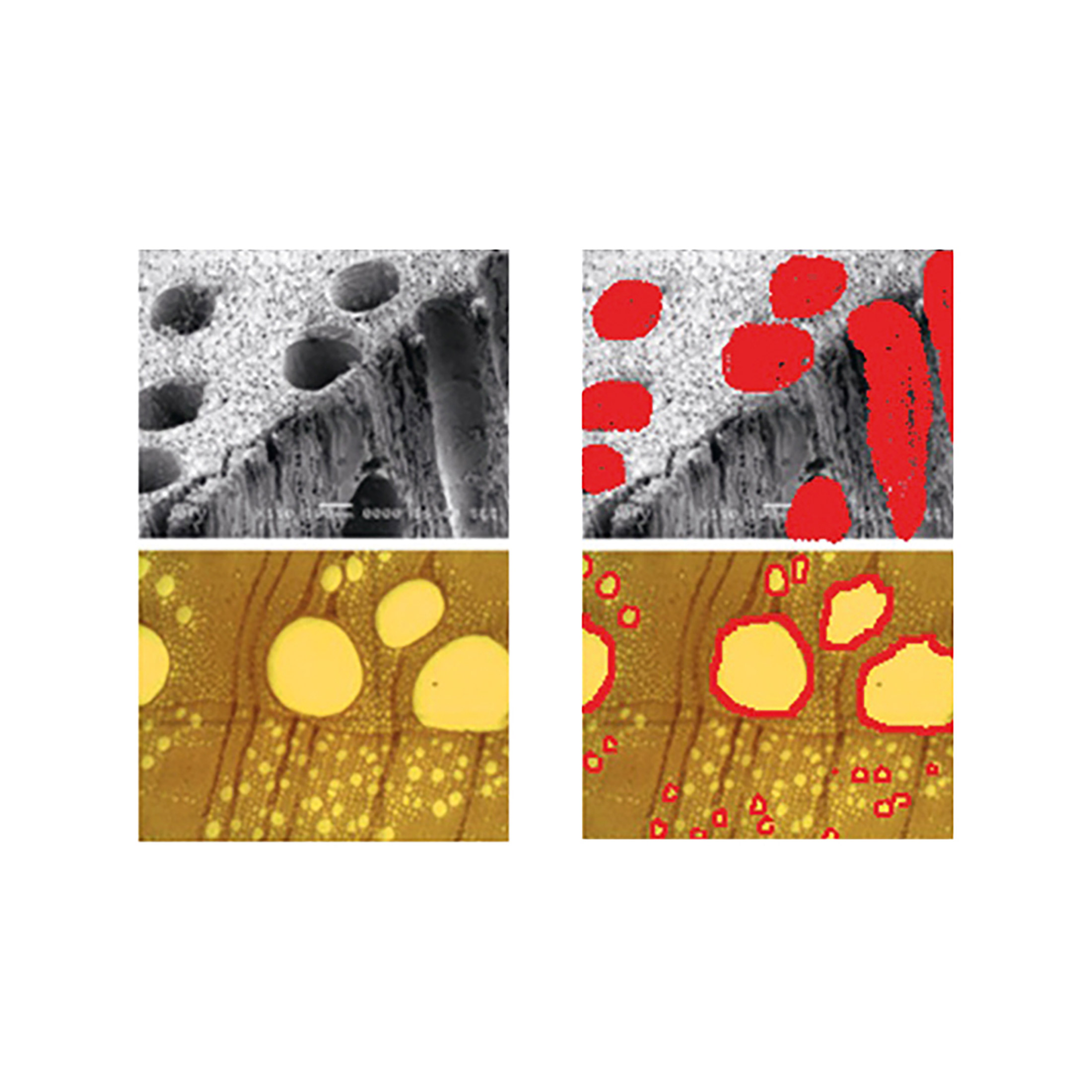 Le trachee (canali del legno) sono trattate con il LbL (nanocoating evidenziato in rosso).
