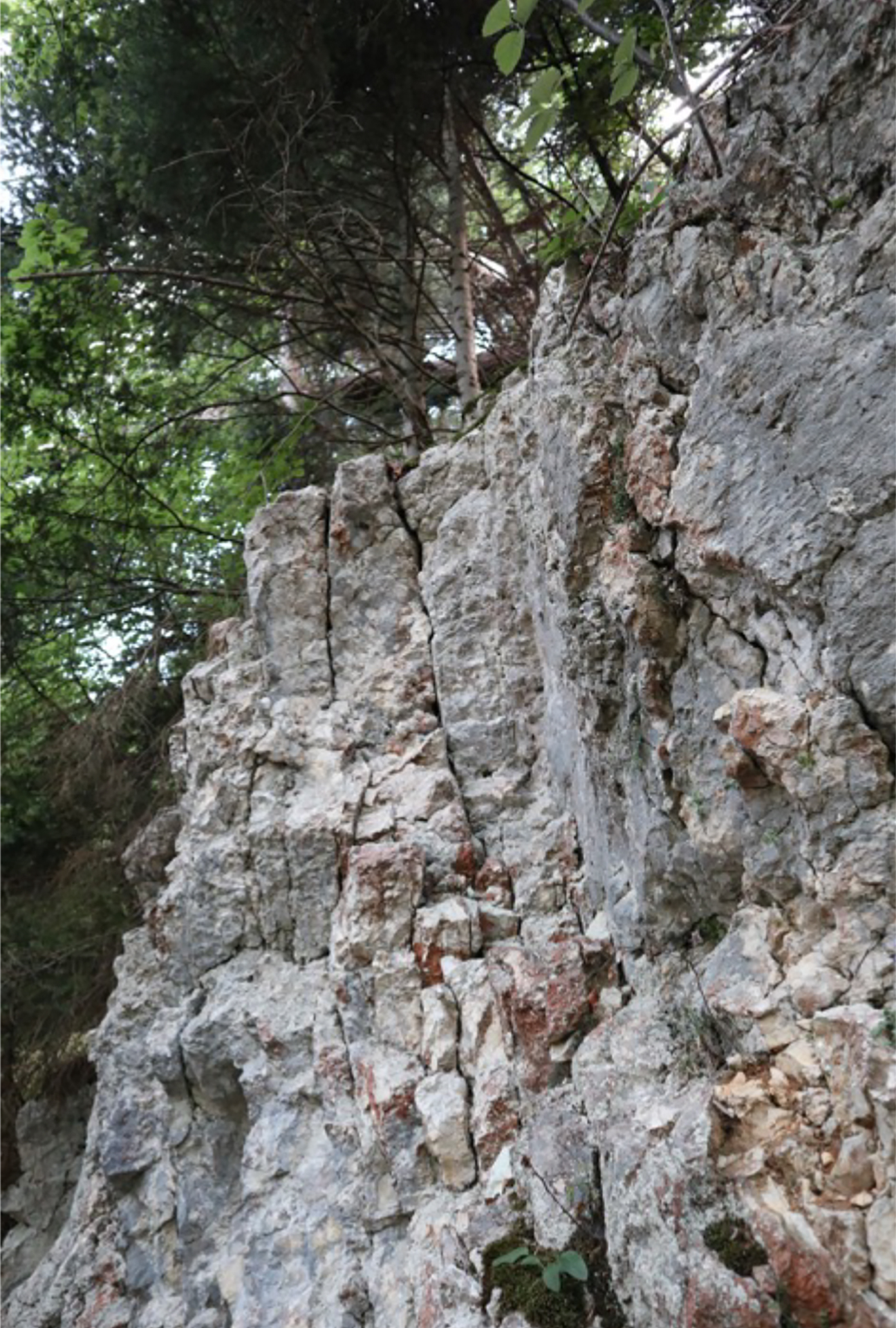 Schutzwald_SchichtungFels