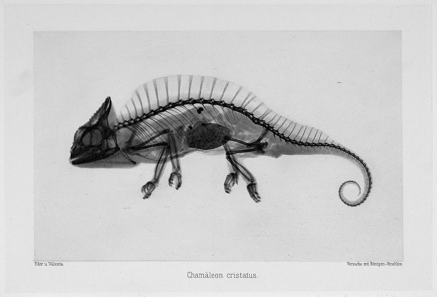 Josef Maria Eder et Eduard Valenta, photogravure d’une image par rayons X, 1896
