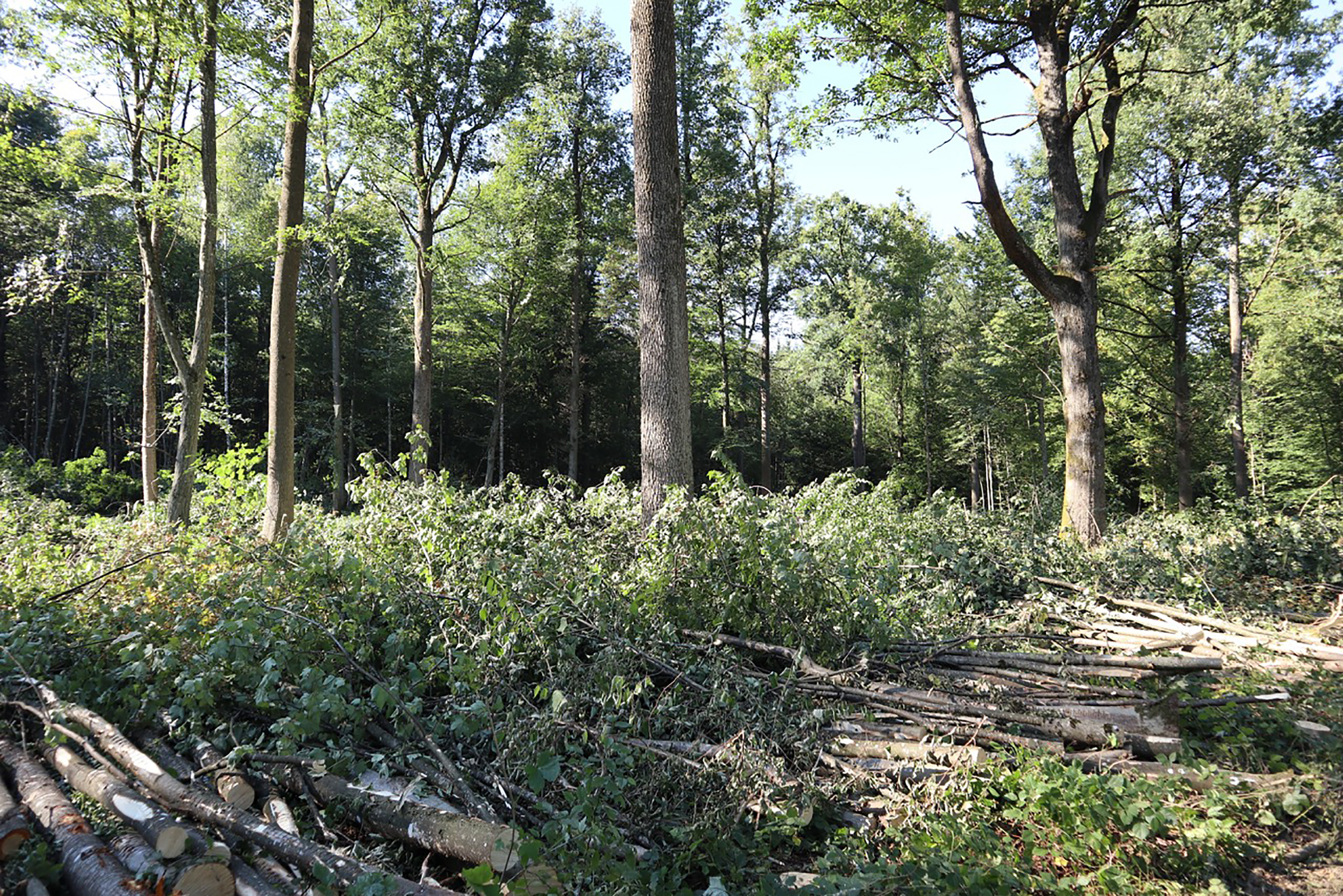 Waldlabor_MittelwaldnachEingriff