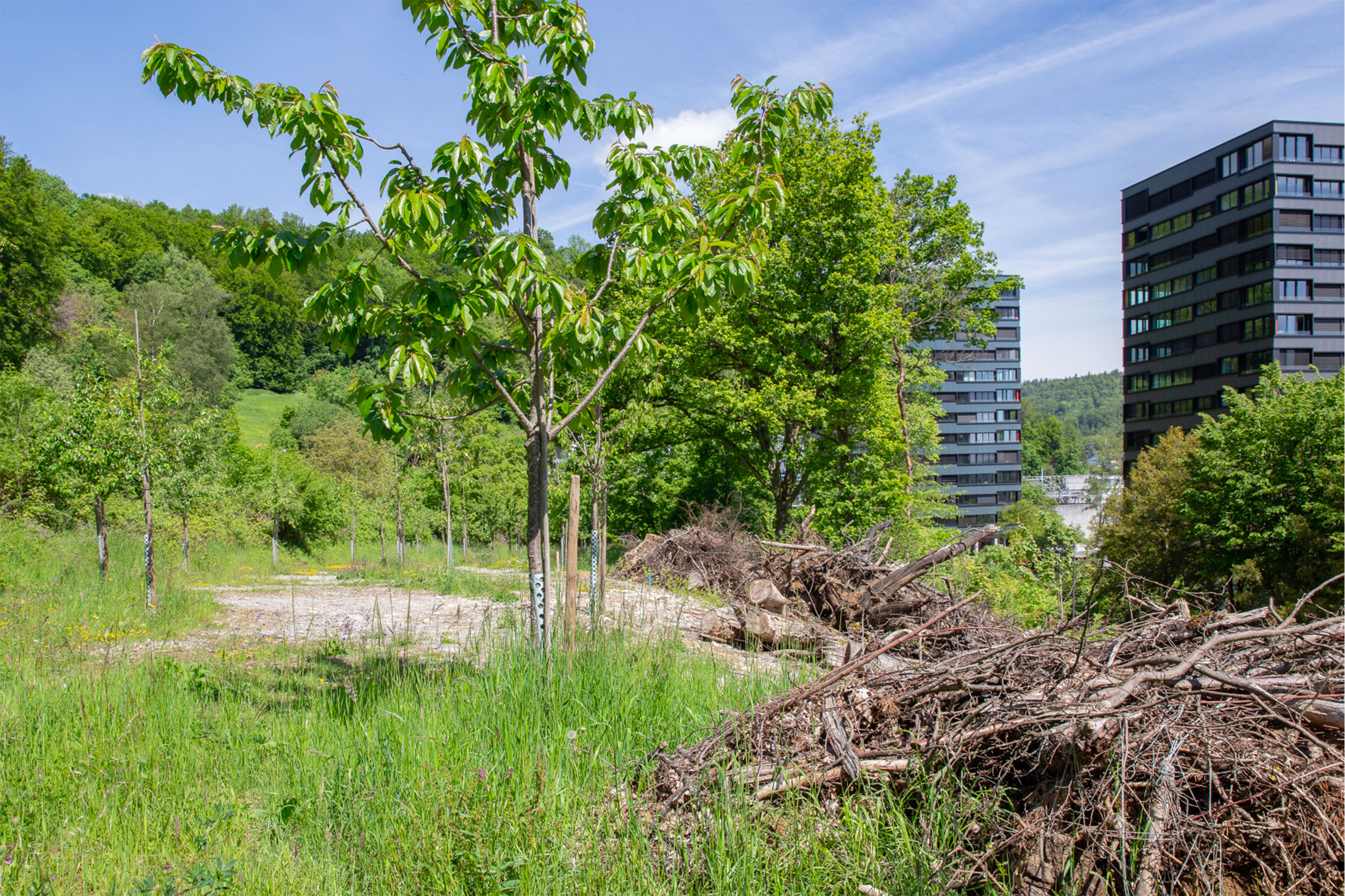 Des arbres fruitiers à la place des voitures: un verger a été aménagé sur cet ancien parking de l’ABB, près de Martinsberg à Baden, où chacun peut venir cueillir lui-même ses fruits. Au premier plan à droite, ces amas de branches offrent un abri précieux aux petits animaux.