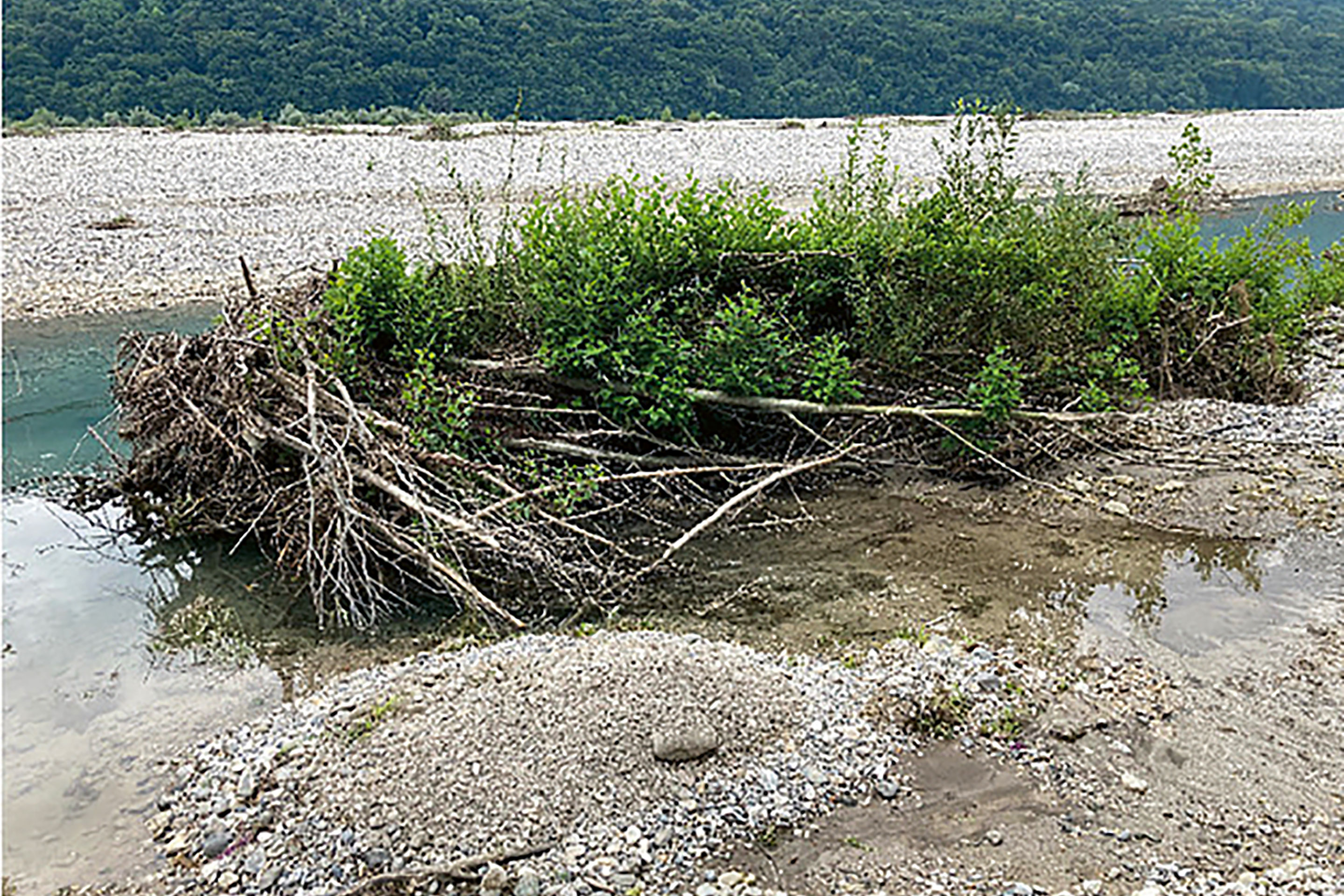 Natürliche Holzansammlung am Tagliamento (Italien)
