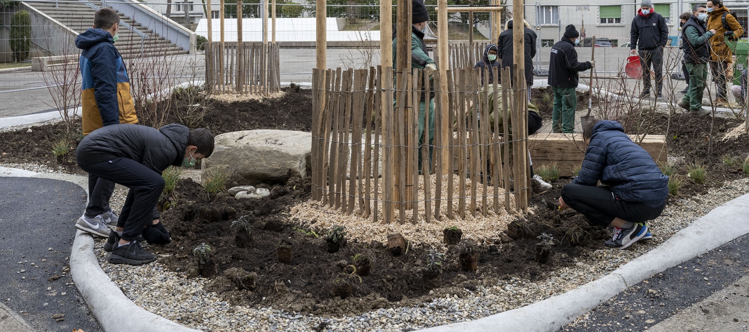 Plantation des Îlots-tests