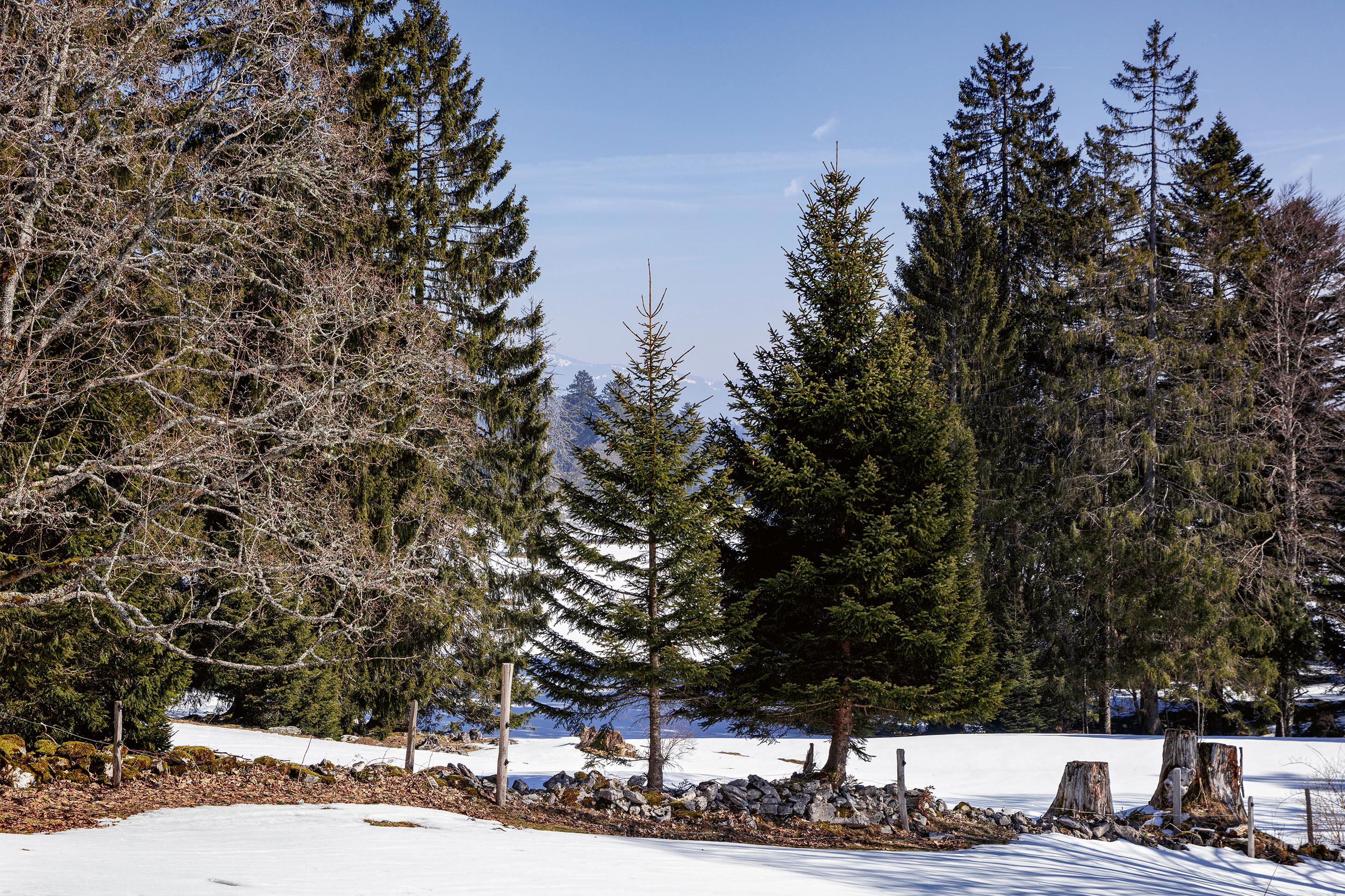 Entre-forêt-et-prairie-pâturages-boisés-Jura-E.jpg