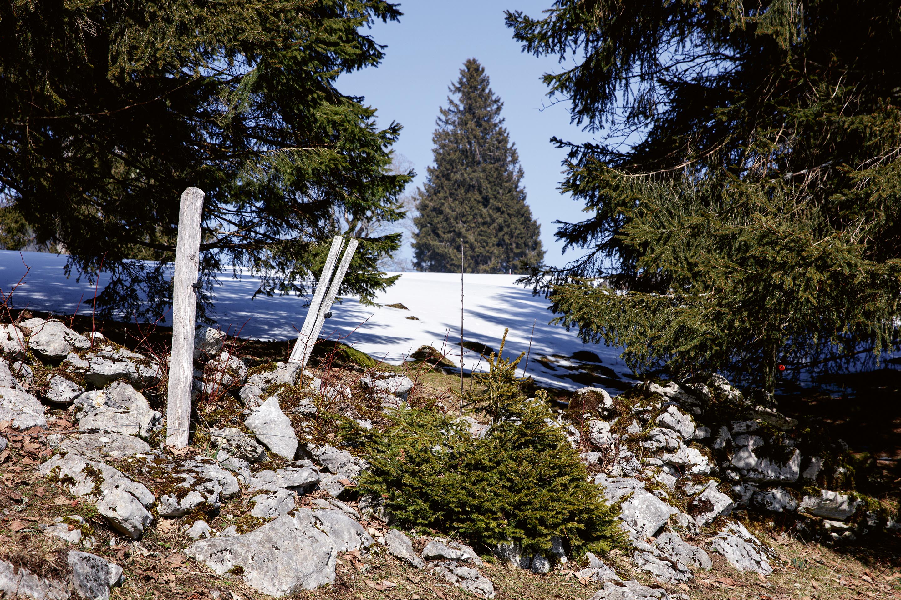 Entre-forêt-et-prairie-pâturages-boisés-Jura-H.jpg
