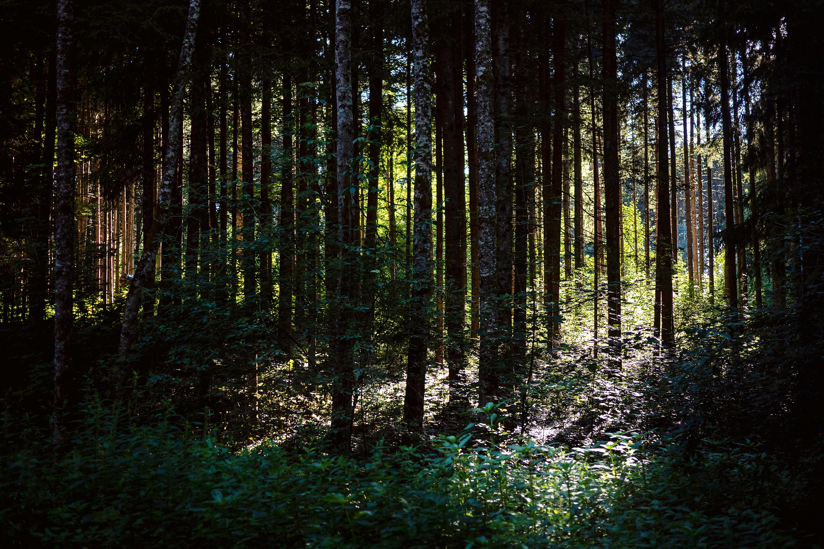forêts-milieu-et-interfaces-mathilde-de-laage.jpg