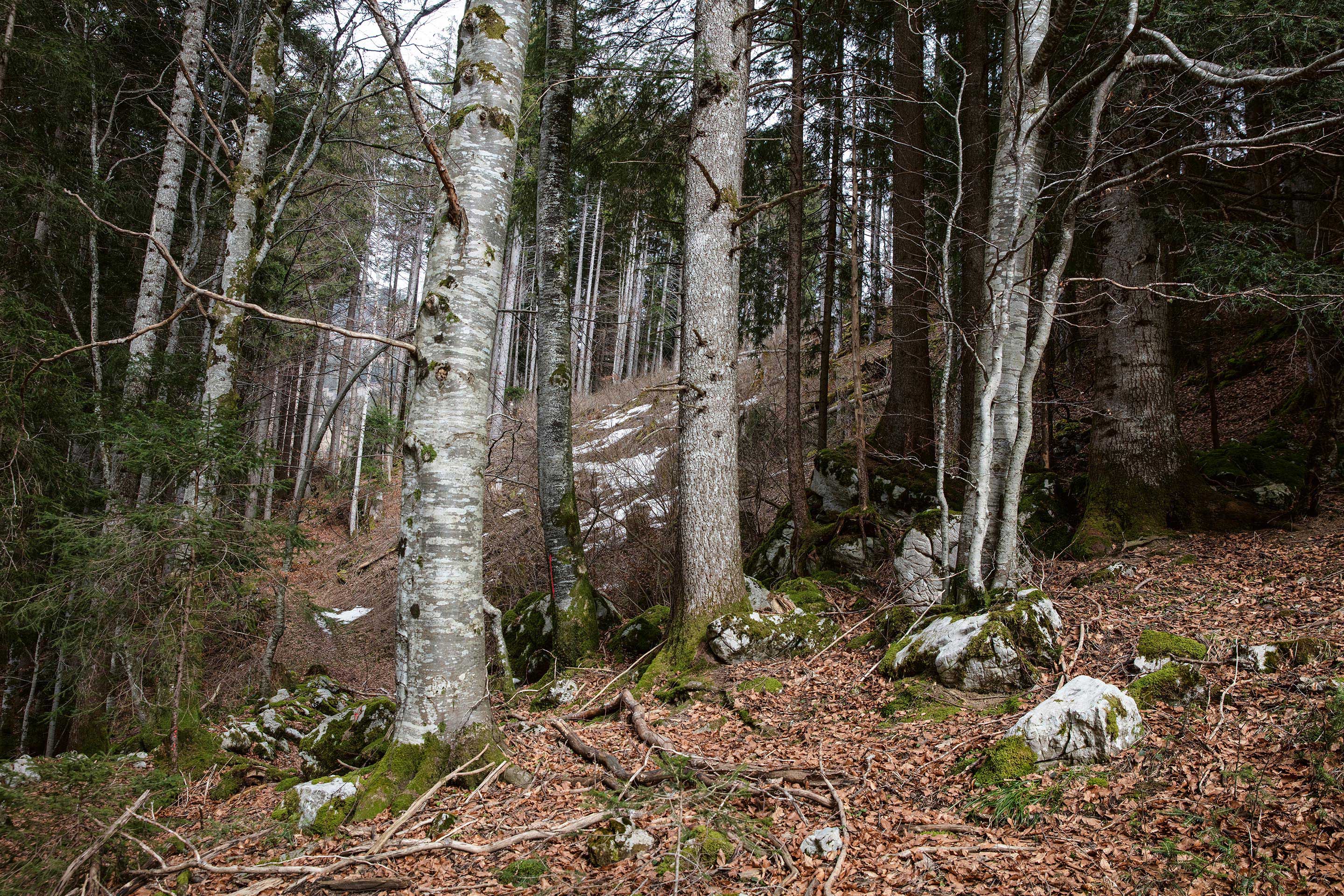 forêts-suisse-de-demain-4.jpg
