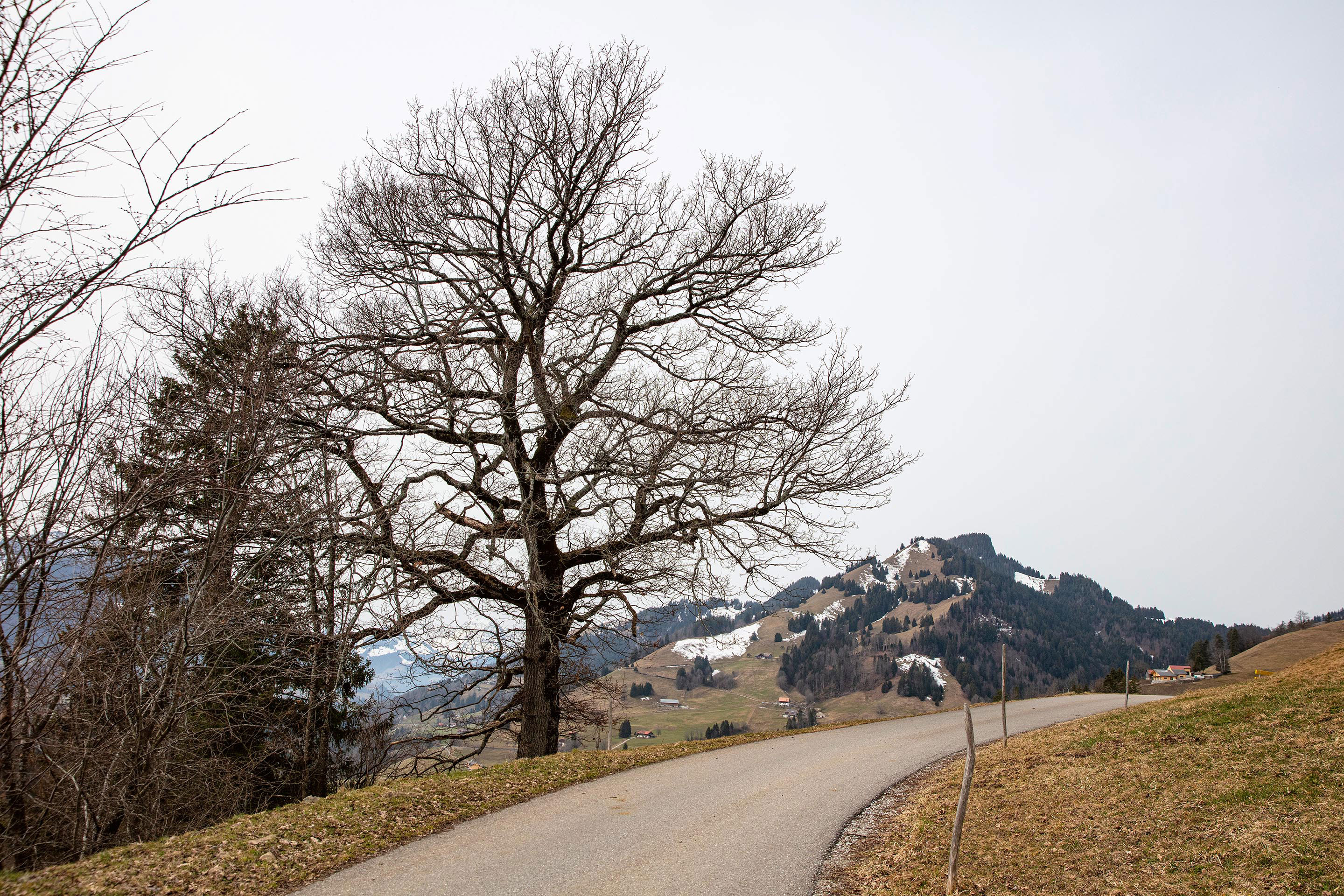 forêts-suisse-de-demain-A.jpg