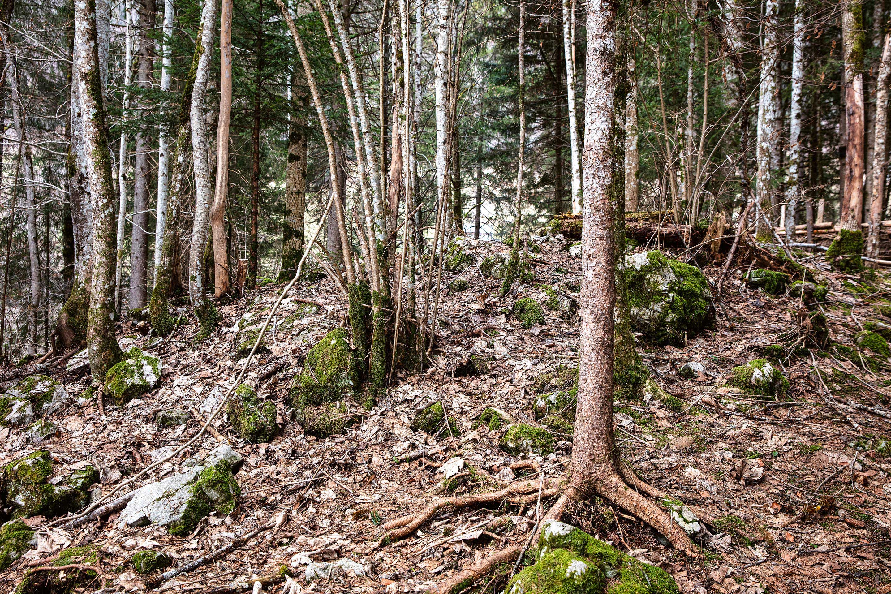 forêts-suisse-de-demain-C.jpg