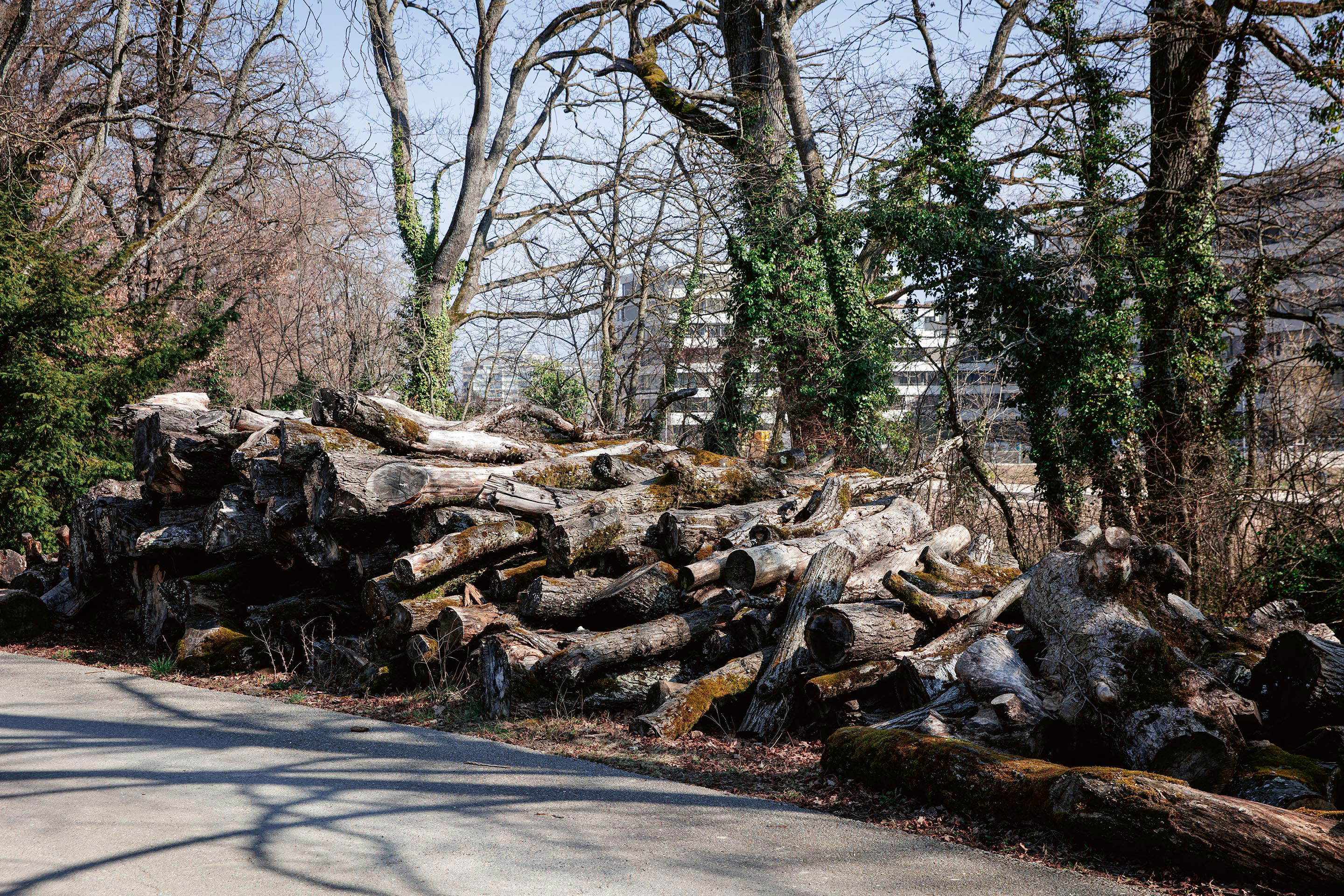 lisières-urbaines-forestières-10.jpg