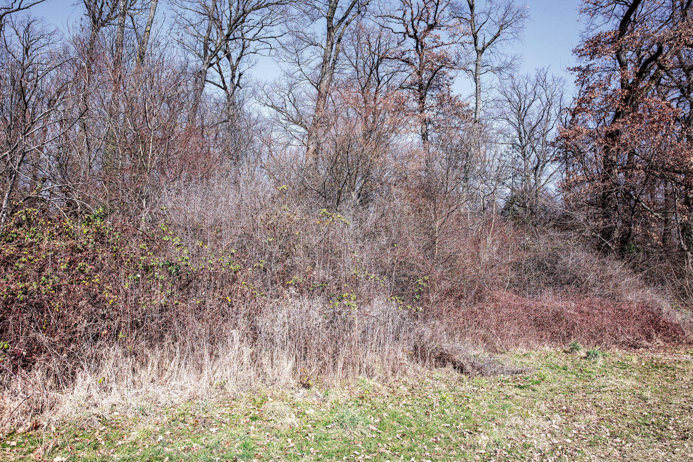 lisières-urbaines-forestières-6.jpg