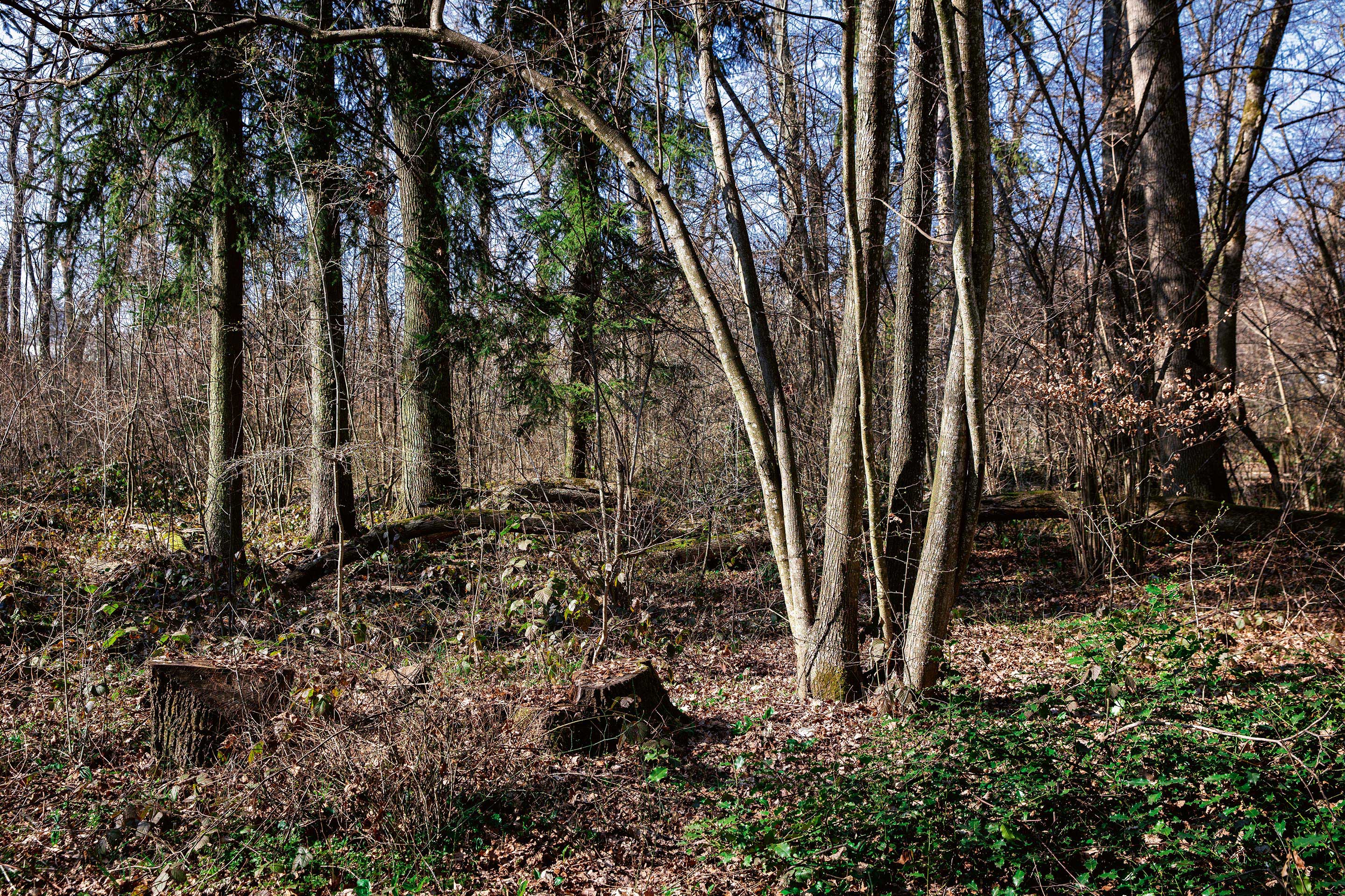 lisières-urbaines-forestières-8.jpg
