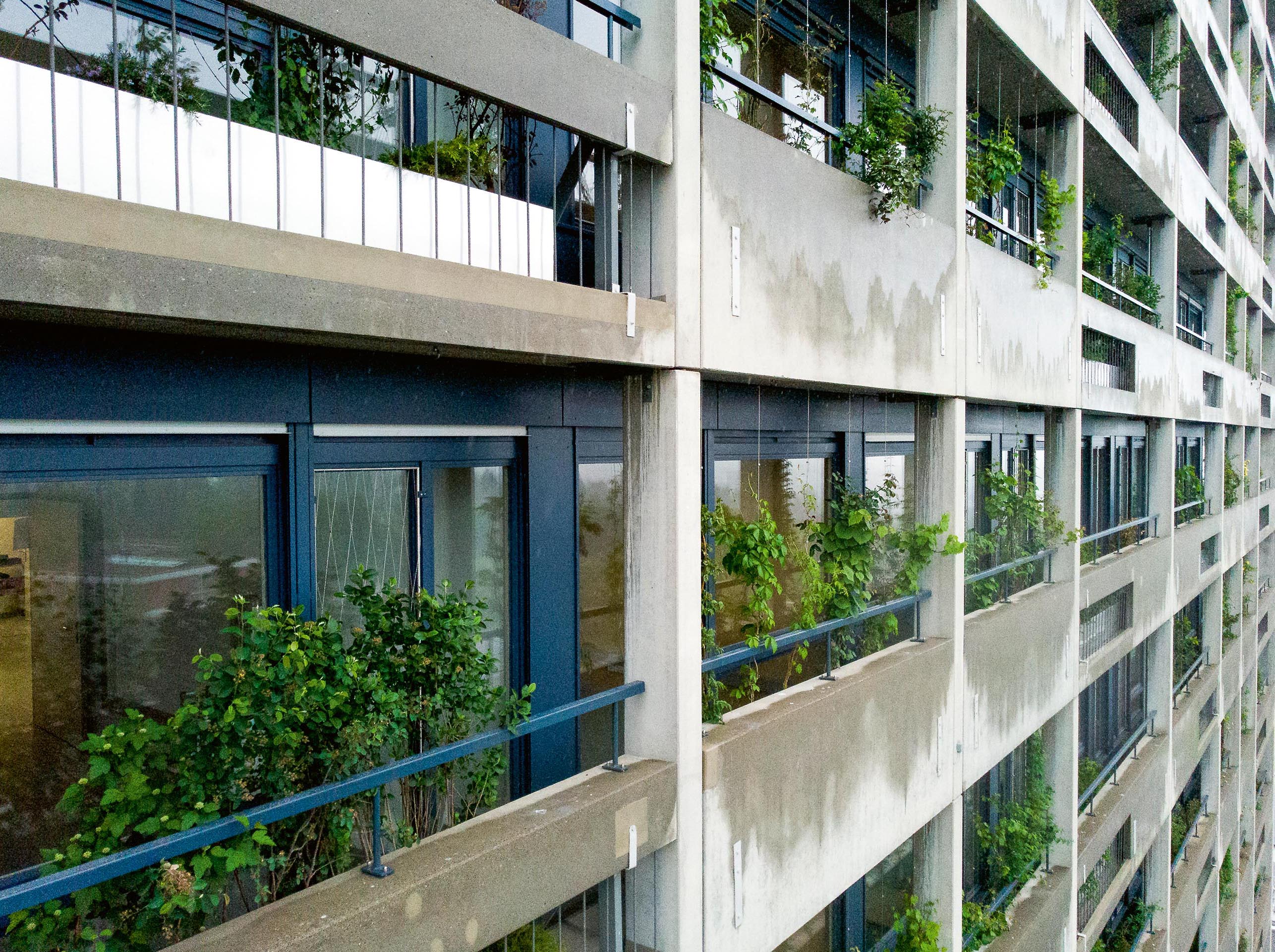 Ansicht der begrünten Unterhaltsschicht an der Südfassade am Triemlihochhaus im Frühjahr 2022.