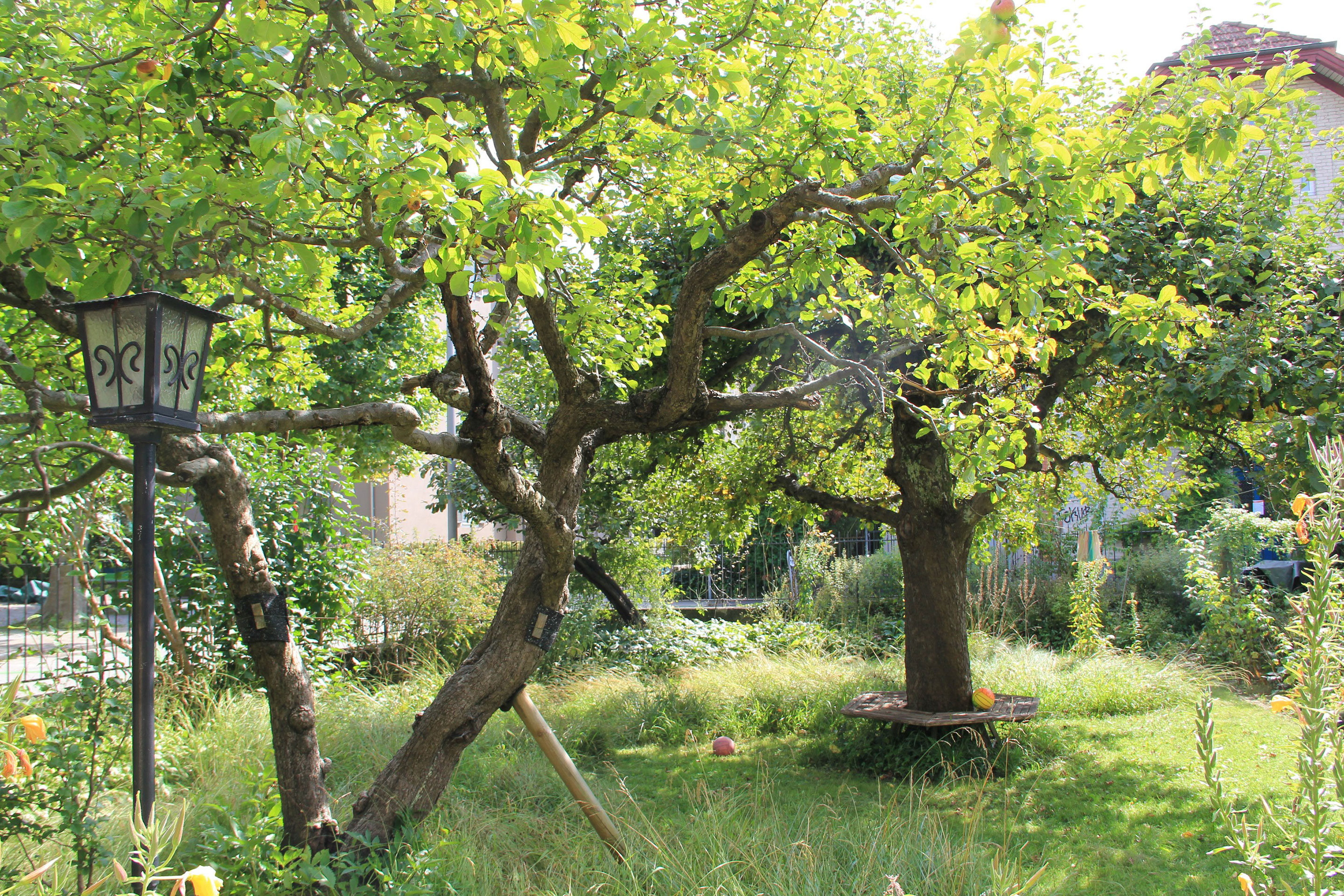 Jeder Quadratmeter zählt: Mit der Auszeichnung «BiodiversitätsGarten» würdigt die Stadt Bern seit 2021 naturnahe Privatgärten.