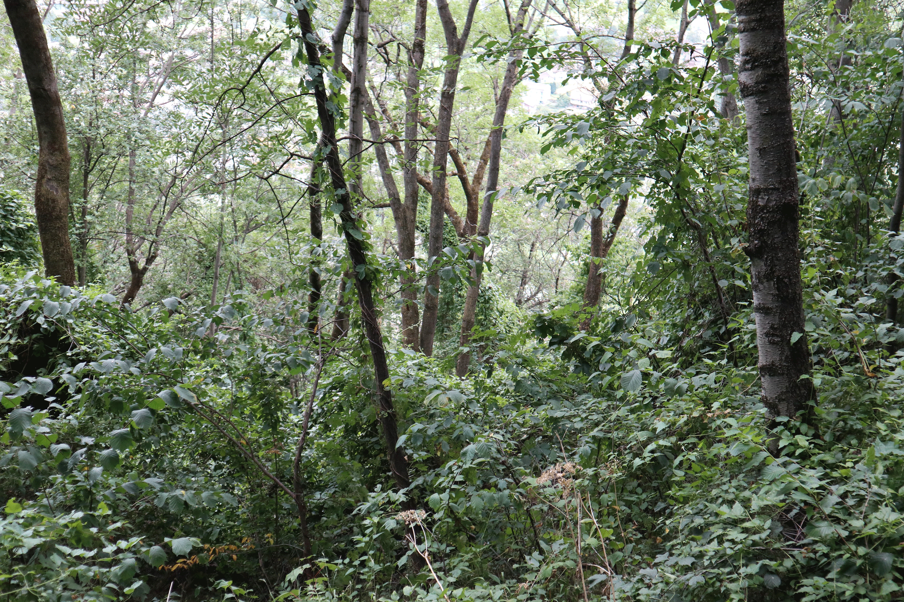 Ungewohnt üppiges Wachstum inmitten der sonst kargen und an trockene Verhältnisse angepassten Vegetation. Das zentrale Rohnetal zwischen Sion und Visp ist zusammen mit dem vorderen Vispertal die trockenste Region der Schweiz (ca. 600 mm Niederschlag pro Jahr).