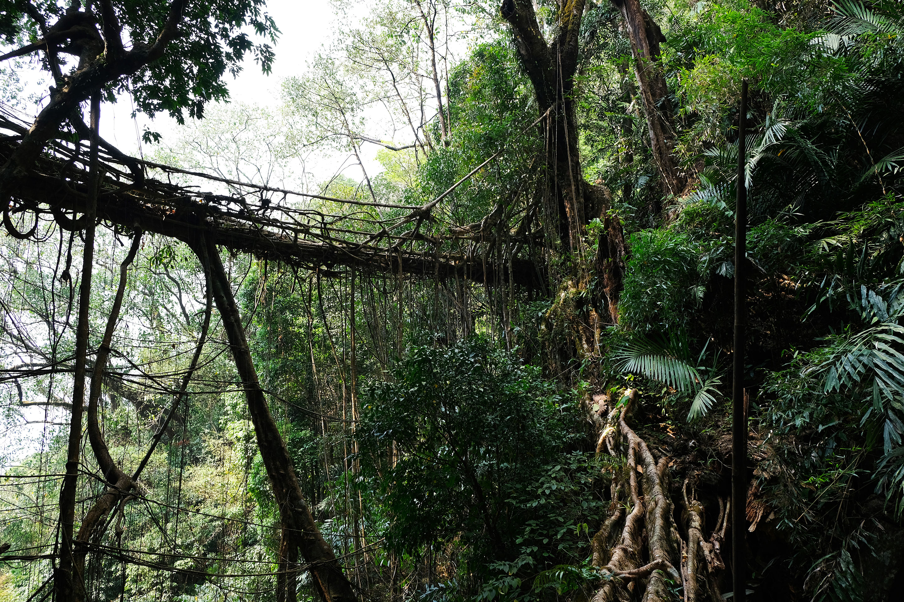 Meghalaya-Brücke in Nordostindien: Brücken aus den verschlungenen Luftwurzeln des Gummibaums Ficus elastica sind mechanisch äusserst stabil.
