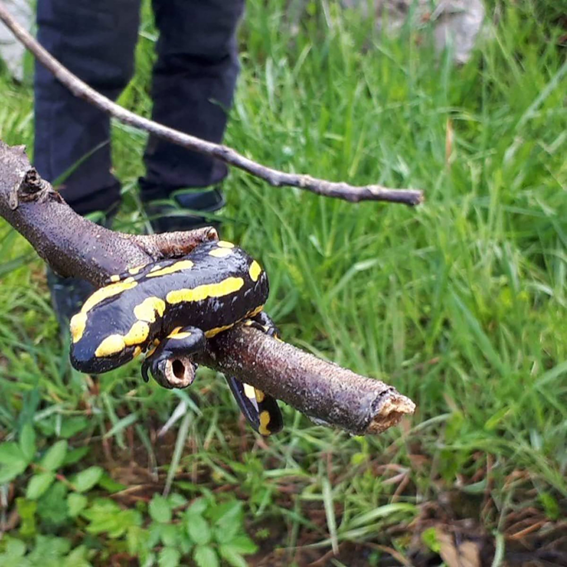 Ein Feuersalamander im Hohbächli-Quartier in Zeihen. Projekt «Rettet den Feuersalamander», Schule Zeihen