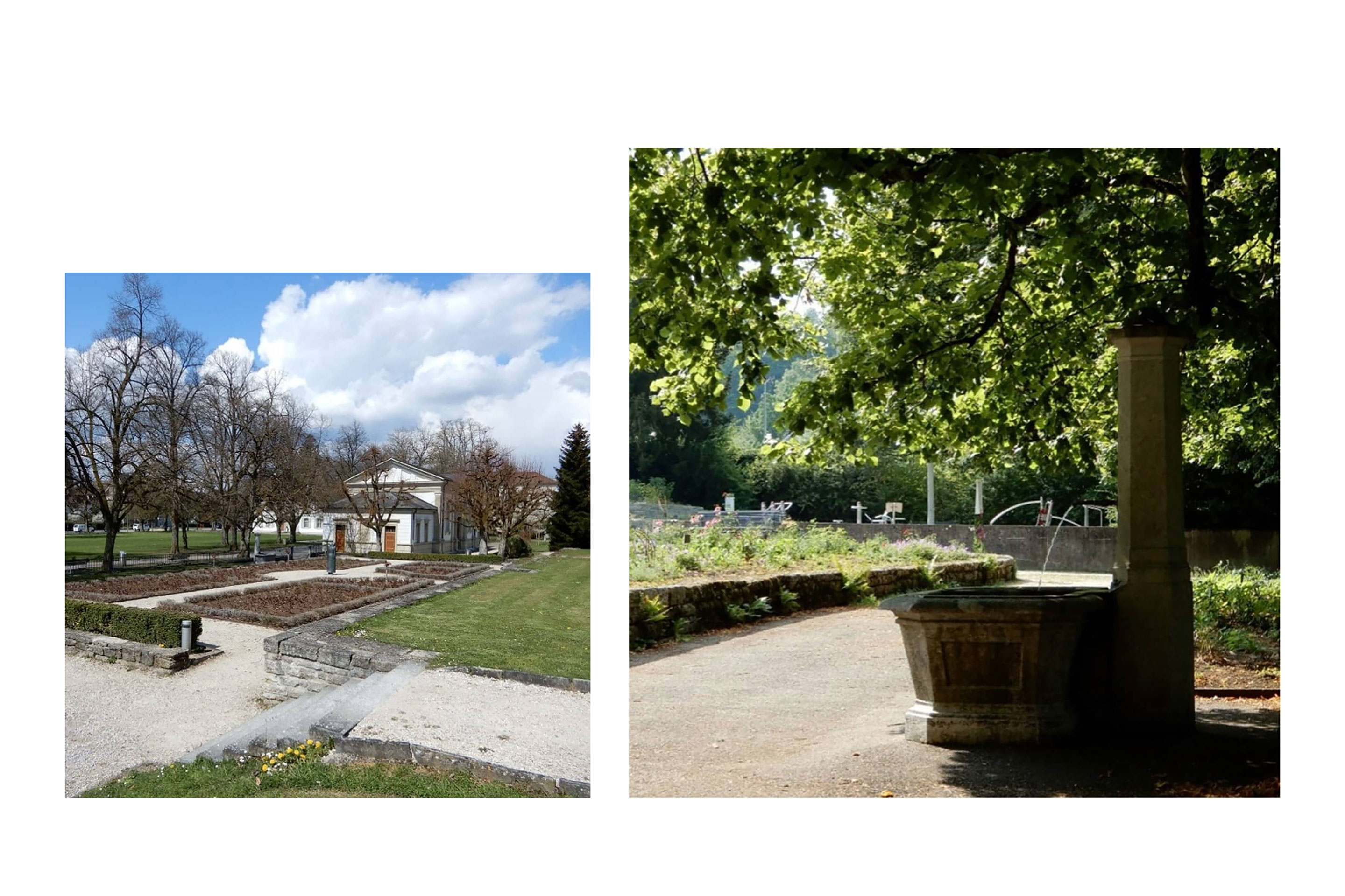 «Lebendiger Rosengarten», Zofingen. Links früherer Zustand. Nach der Umgestaltung (rechts): Neu gestaltete Rosenbeete bewachsen mit Wildstauden und Strauchrosen rechts