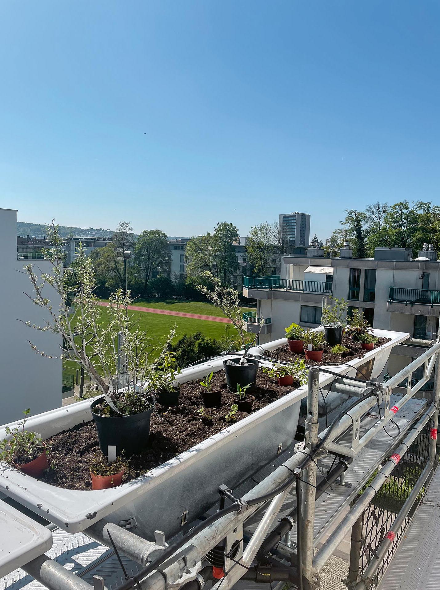 La plantation a été planifiée en étroite collaboration avec une conseillère en végétaux et un fabricant de substrats.