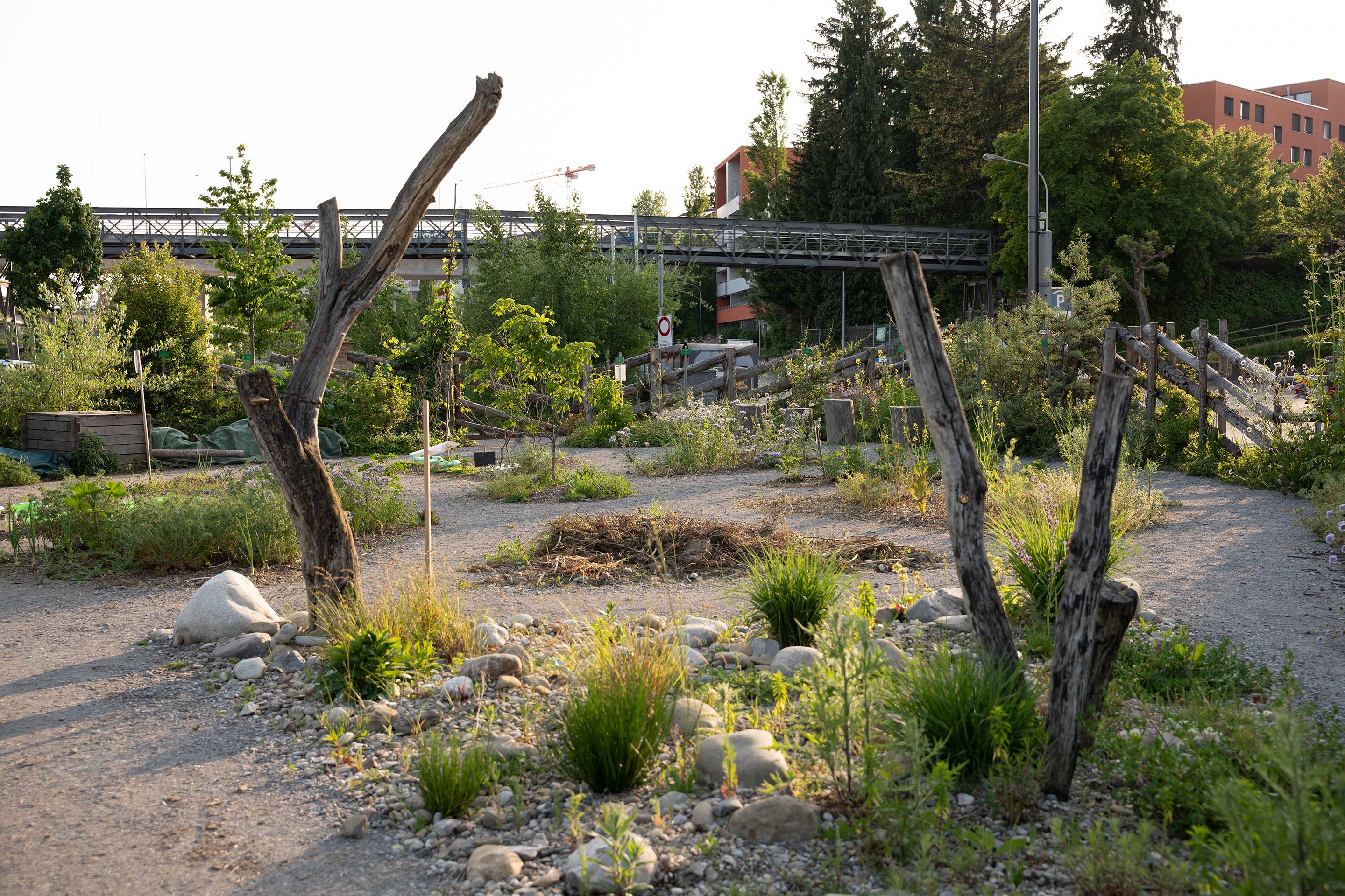 Un progetto faro in questo contesto è quello dell’«Areal Bach», a San Gallo. Nei pressi della stazione di St. Fiden è stata creata un’area adibita a utilizzo temporaneo allo scopo di promuovere la biodiversità e creare così uno spazio ricreativo di prossimità per la popolazione che vive in città.