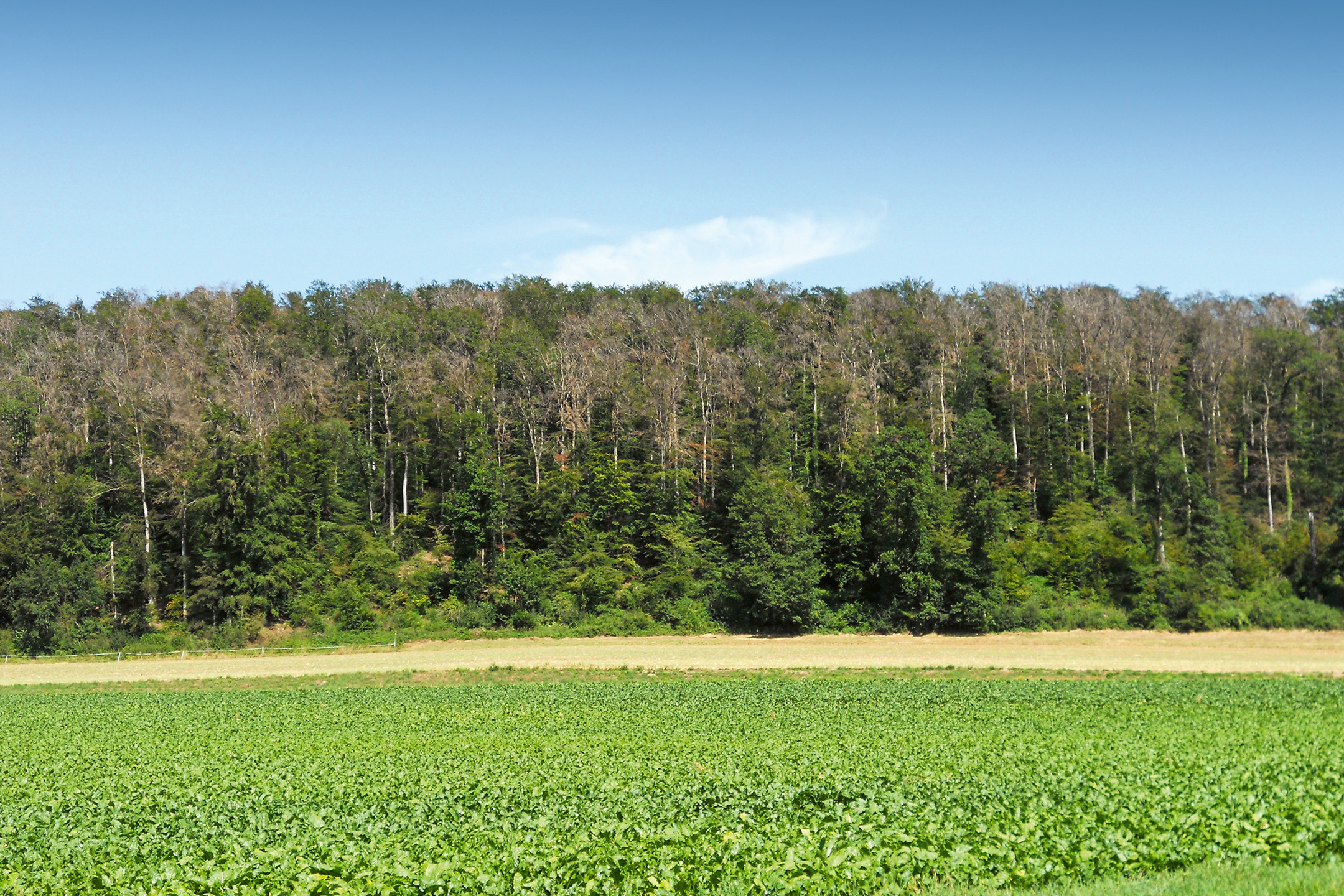 Wald-Trockenheit-Trockenstress-Hitze-Schaden