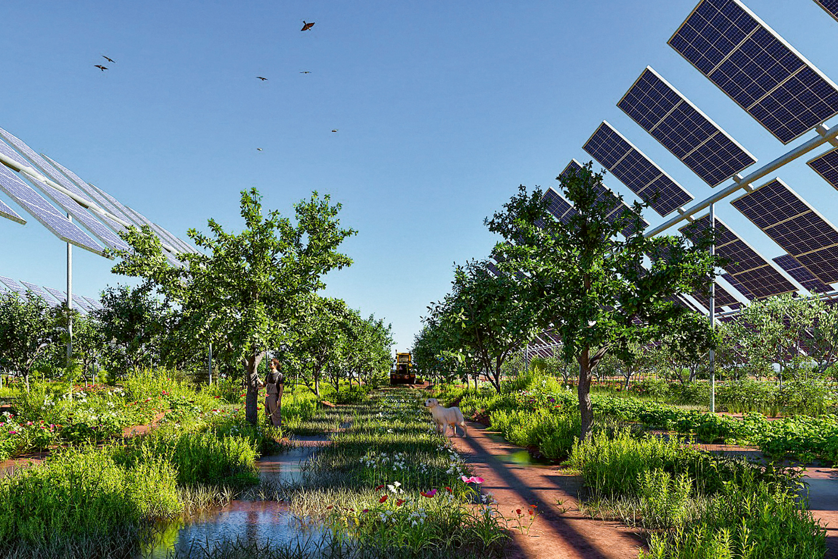 Projet agrivoltaïque «Santa Barbara» à Ruvo (I): d’une puissance de 12 MWp, la centrale est installée dans une plantation de lentilles d’Altamura bio IGP d’Altamura et d’amandiers