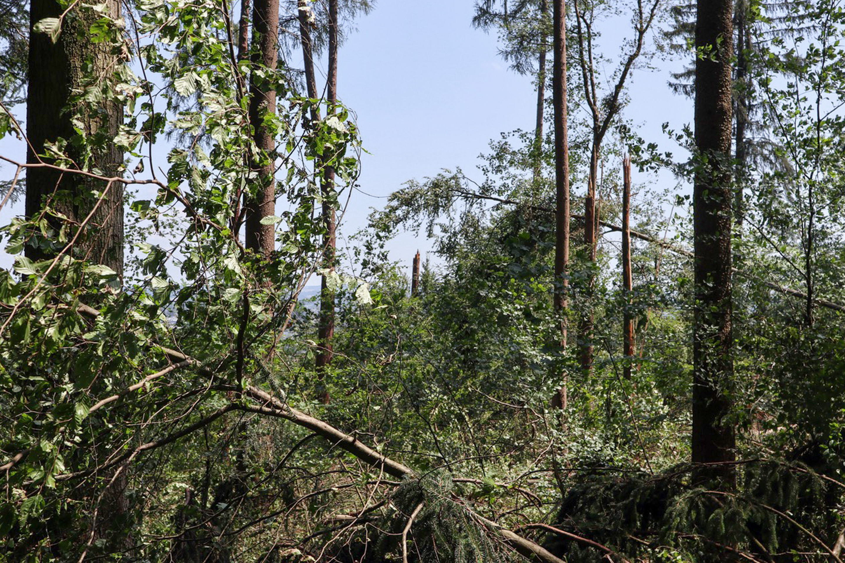 Hagelsturm-Wald-Zürich-2021