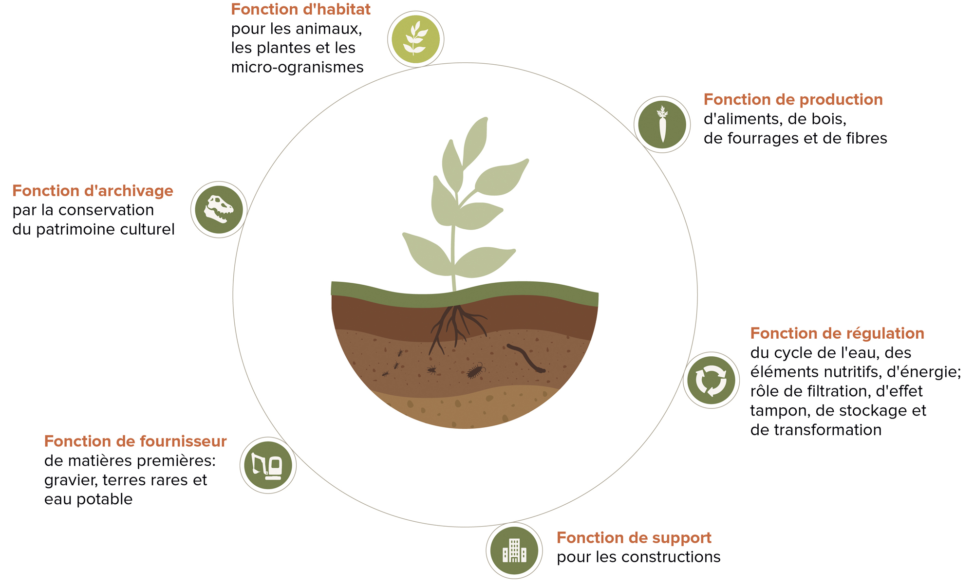 B Les fonctions des sols, dont les trois rôles écologiques : habitat, régulation et production