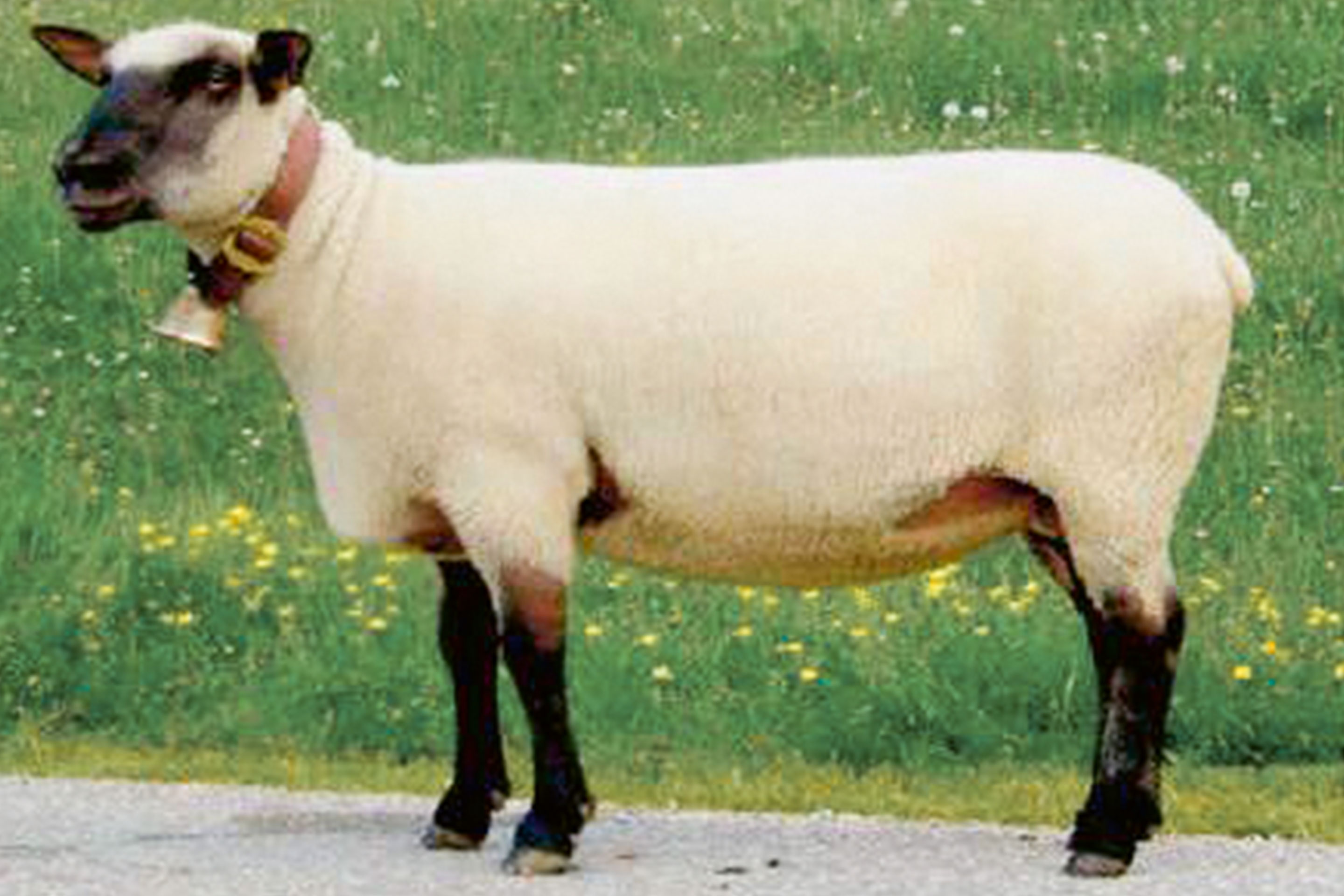 Braunköpfige Fleischschaf