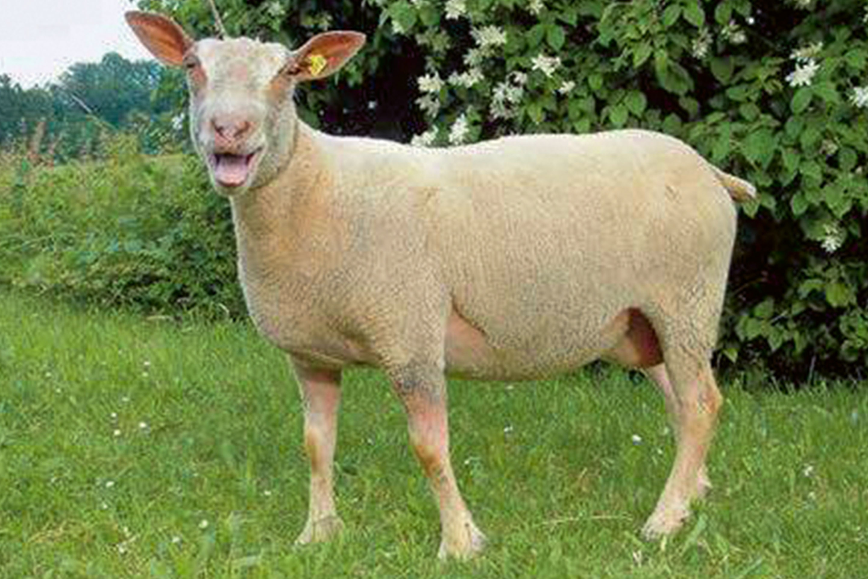Charolais-Suisse