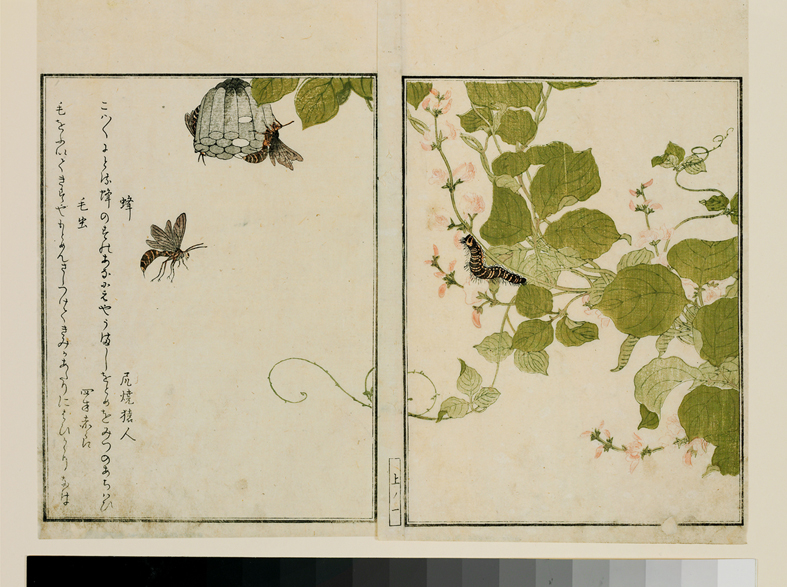Wespe und Haarraupe auf Pfeilwurzpflanze. Aus dem Insektenbuch von Kitagawa Utamaro, 1788. Farbholzschnitt