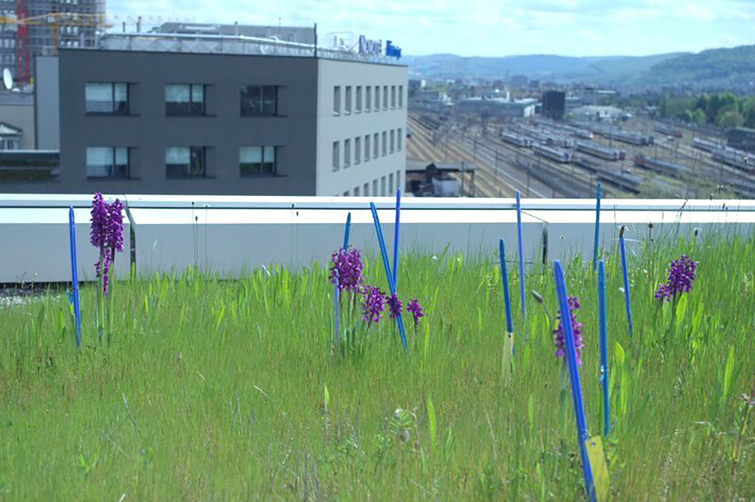 Die bedrohte Orchideenart Anacamptis morio (Kleines Knabenkraut) wurde erfolgreich auf dem begrünten Dach der Universität Basel ausgesetzt.