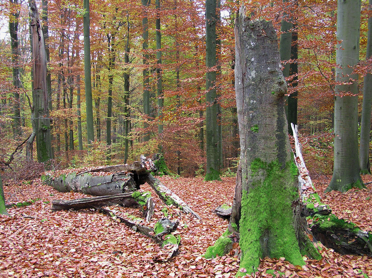 Xylobionte Arten nutzen das stehende und liegende Totholz als Lebensraum oder Nahrungsquelle. Rund ein Fünftel der Waldtiere, über 2500 Pilzarten, Pflanzen, Flechten, Bakterien und Algen sind direkt oder inirekt auf Totholz angewiesen.