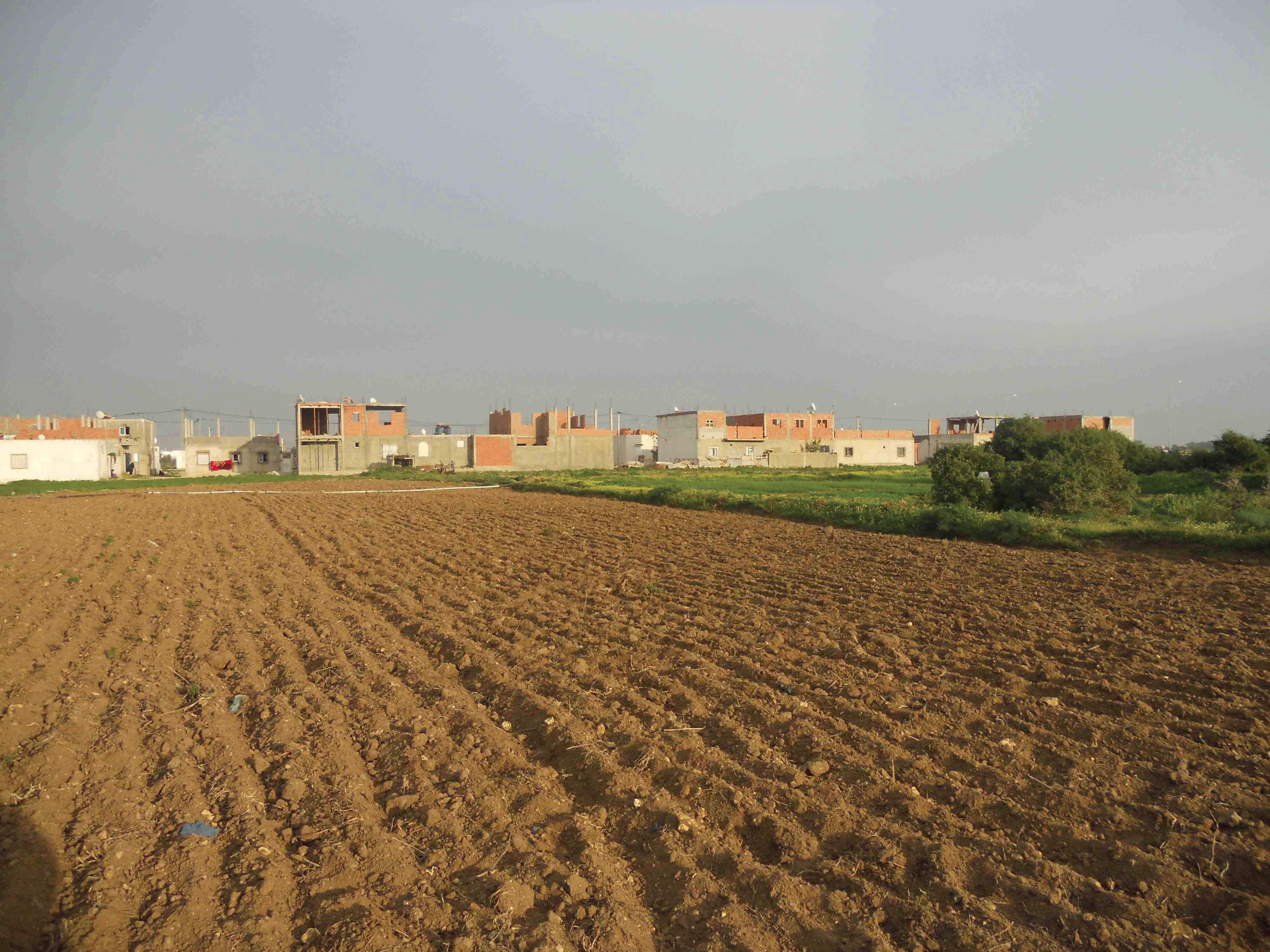 Quartier spontané construit sur les terres agricoles de La Soukra
