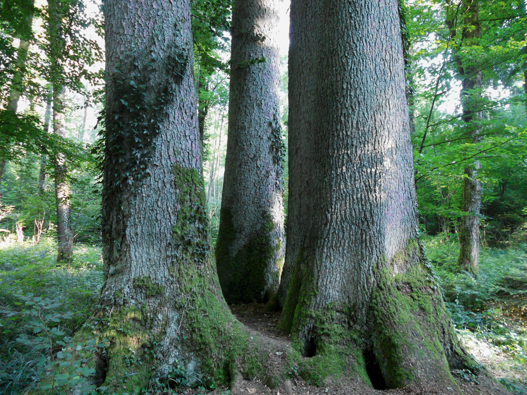 Aus einer anderen Zeit: Fichten im Wald von Basadingen-Schlattingen.