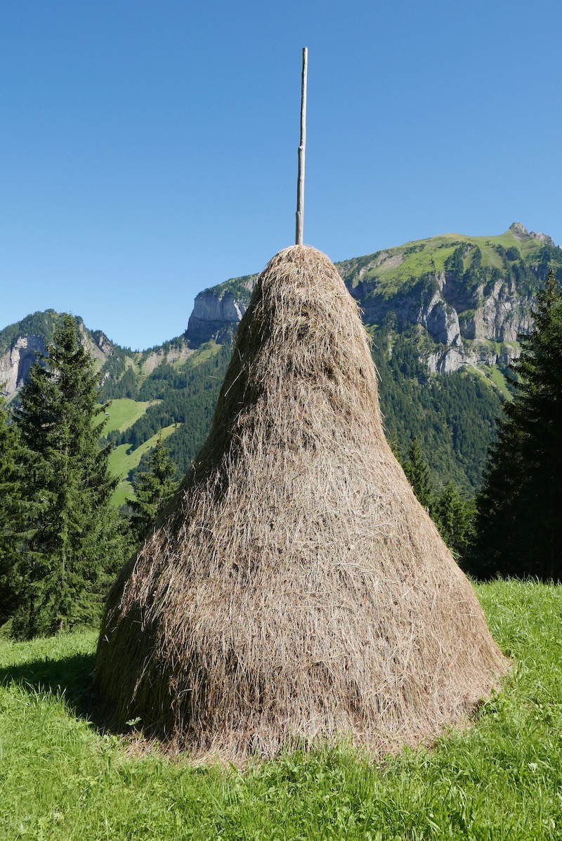 Das Aufkommen des Wildheuens ist im 17. Jahrhundert mit dem wirtschaftlichen Aufschwung in den lombardischen Städten verbunden. Damals legte der Export von Jungvieh und Hartkäse aus der Zentralschweiz nach Norditalien zu. Dementsprechend stieg die Nachfrage nach Heu an. Oft mittellose Kleinbauern begannen die Graswirtschaft bis auf die abgelegensten und steilsten Wiesen auszudehnen und an der lukrativen Handelswirtschaft zu partizipieren. Insbesondere in Uri übernahmen die Frauen auch Mäharbeiten.