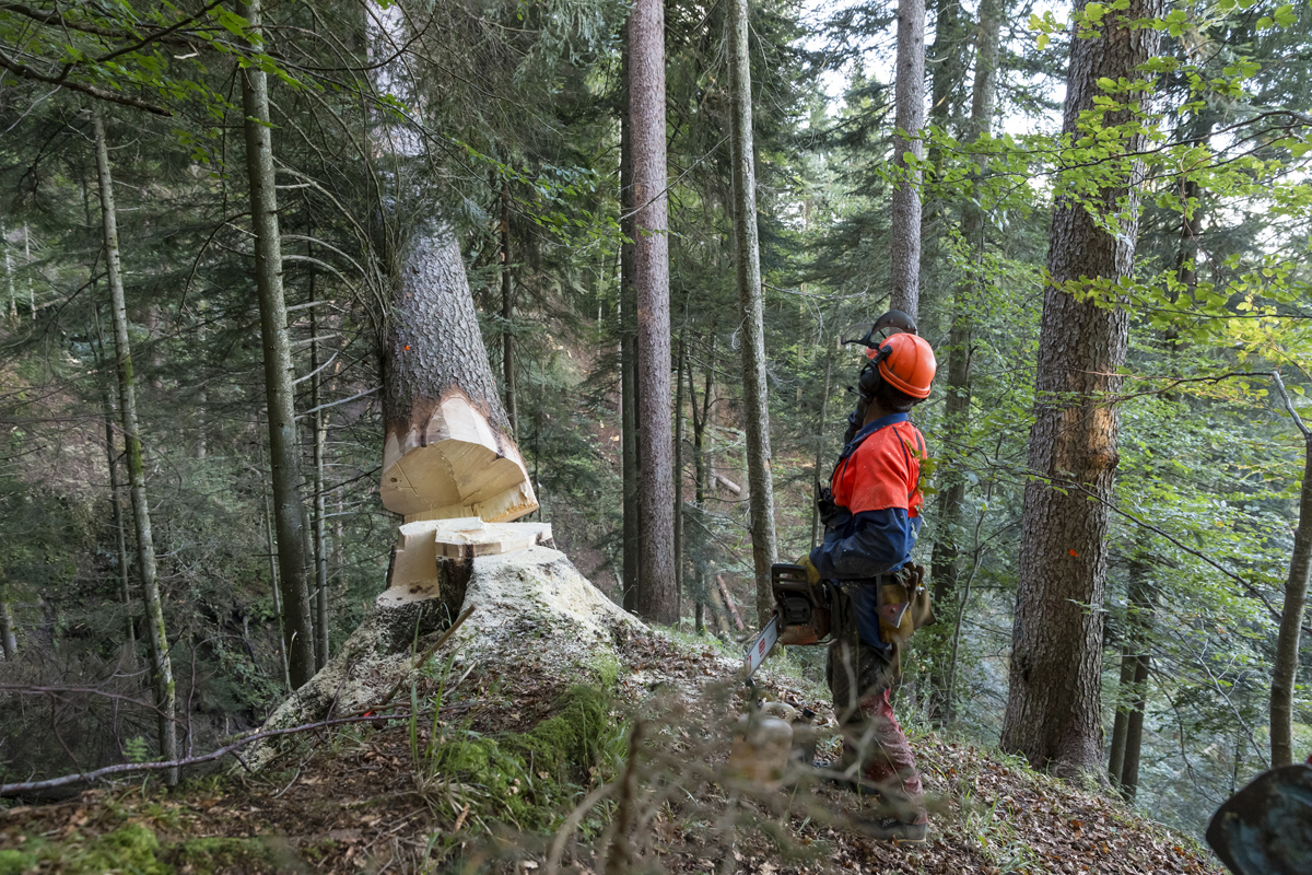 Wie viel Schweizer Holz kann zusätzlich genutzt werden? Fast ein Drittel der Schweiz ist bewaldet; die Waldfläche nimmt vor allem in den Bergregionen leicht zu. Darauf wächst ein Baumbestand, der letztes Jahr einer Holzmasse von 419 Mio. m3 entsprach und jährlich um 2 % zunimmt. Davon werden neun Zehntel geerntet und genutzt. Gemäss ETH-Analyse hätte die Erhöhung dieses Anteils einen unmittelbaren ökologischen Benefit; allerdings basiert dieses Fazit auf einer rein quantitativen Analyse, die den Kli