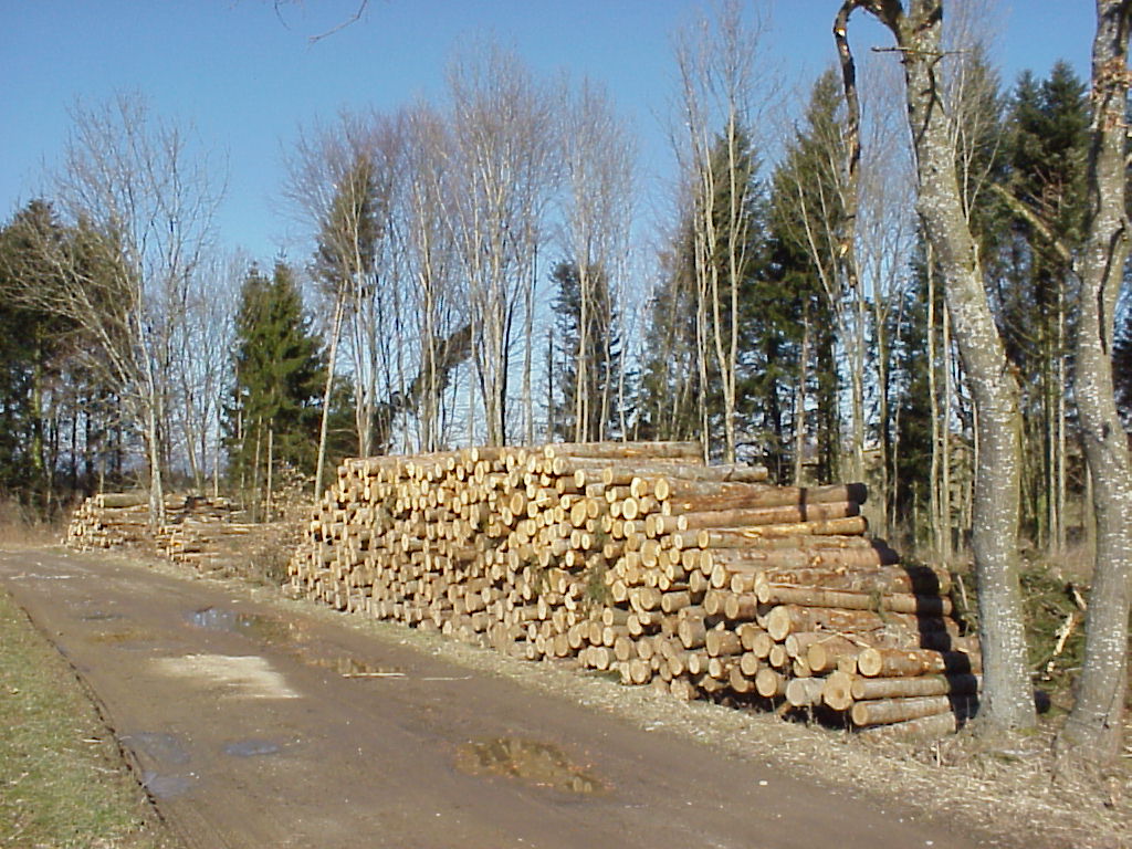 Was wird in der Schweiz aus (inländischem und importiertem) Holz fabriziert? Die Hälfte der Holzstoffflüsse gelangt in die Energieerzeugung; ein Viertel konsumiert die Papierindustrie. Etwa 10 % des genutzten Anteils findet Verwendung im Baubereich; die Möbelbranche verbarbeitet weitere 3 %. Die Papierfabrikation kommt aber ohne Schweizer Holz aus; das gesammelte Altpapier wird mit ausländischem Brei ergänzt. Auch die übrigen Branchen führen das Gros an Holzendprodukten ein; exportiert werden vor al