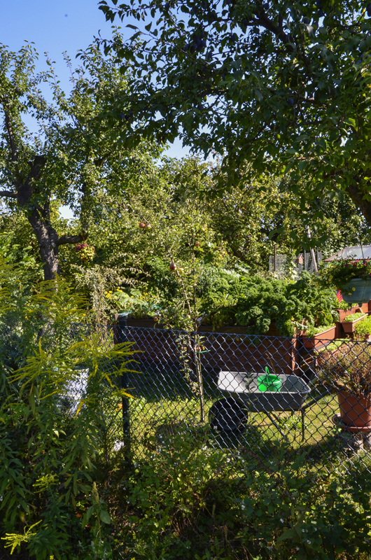 Pachtgärten Berlin-Schöneberg: Urban Gardening ist heute genauso aktuell wie vor 100 Jahren. (2016)