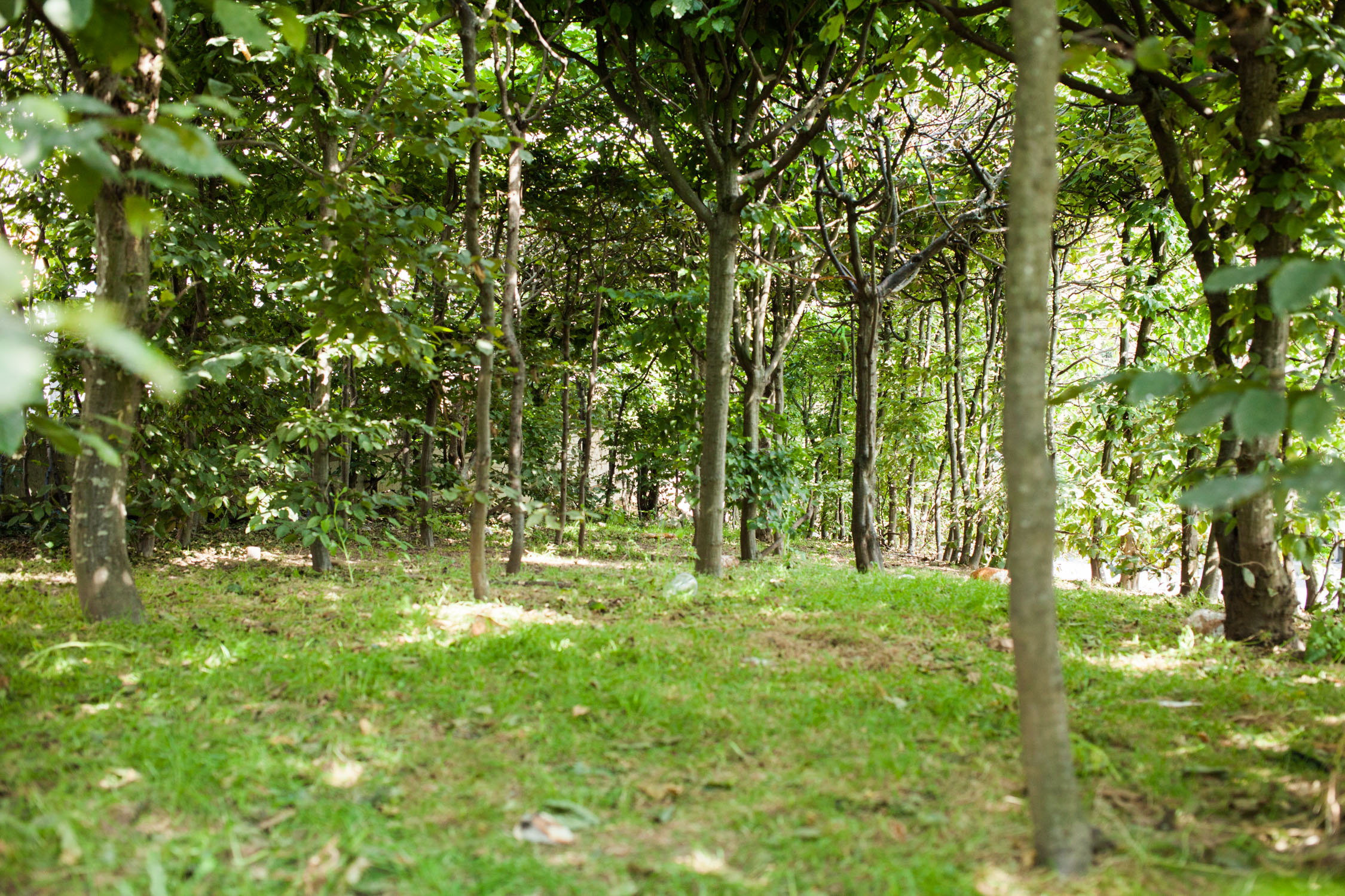 Site LJ 19: Charmille sur un résidu de pleine terre à l’av. d’Echallens