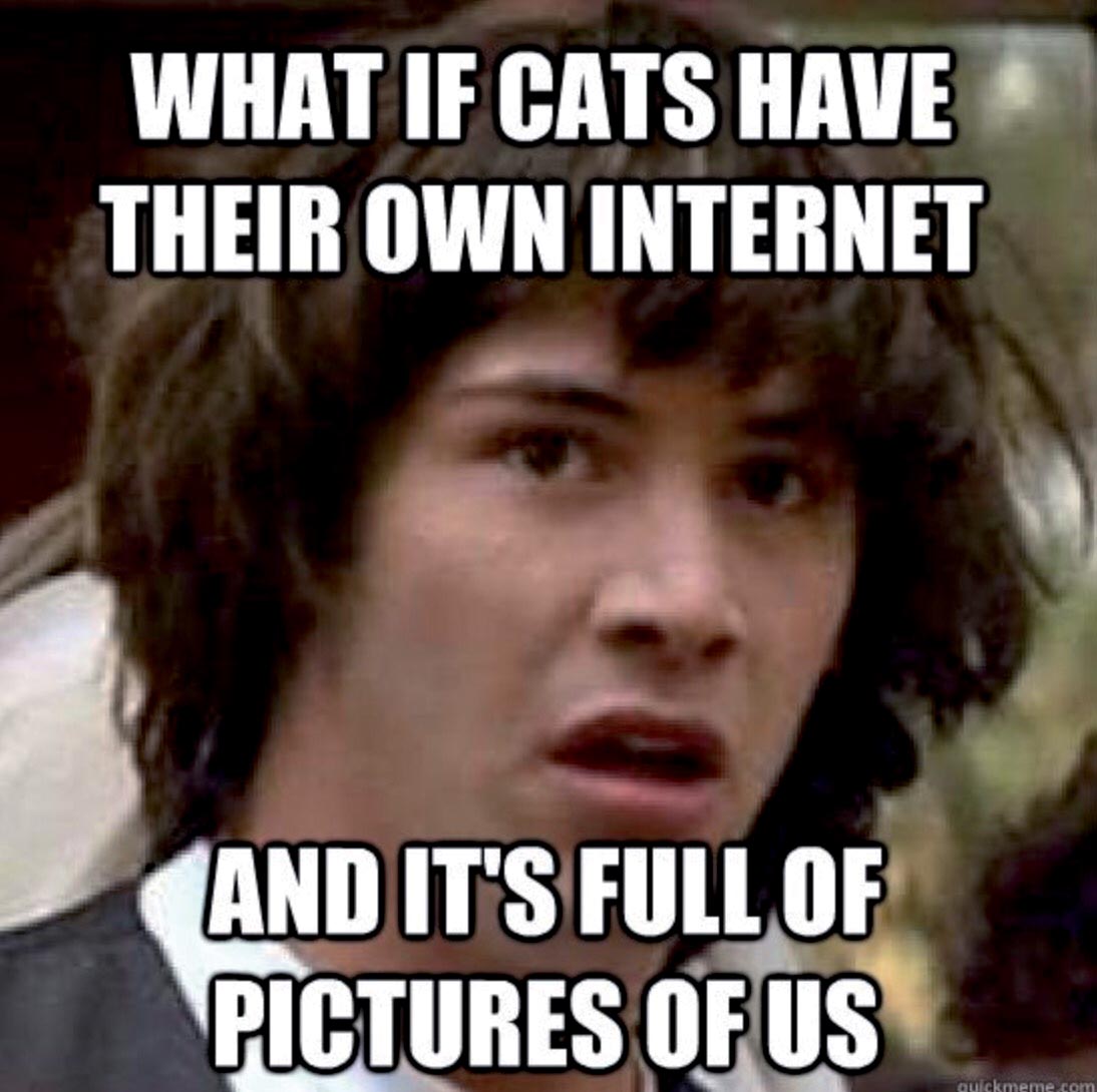 Mème faisant allusion à un monde de mèmes félins où les humains, ici l’acteur américain Keanu Reeves, figureraient constamment dans les mèmes comme les chatons dans le folklore digital humain.