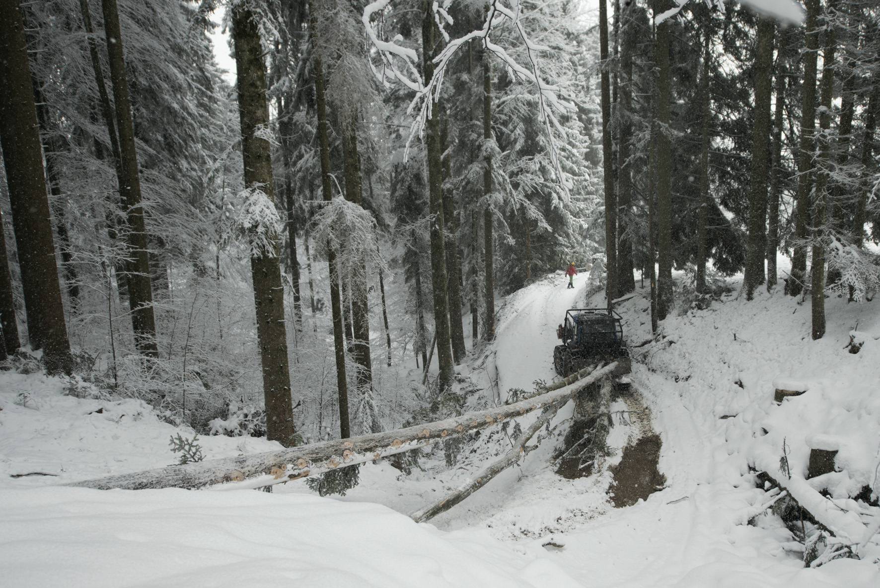 Débardage des épicéas dans les forêts de Vaulruz, hiver 2015
