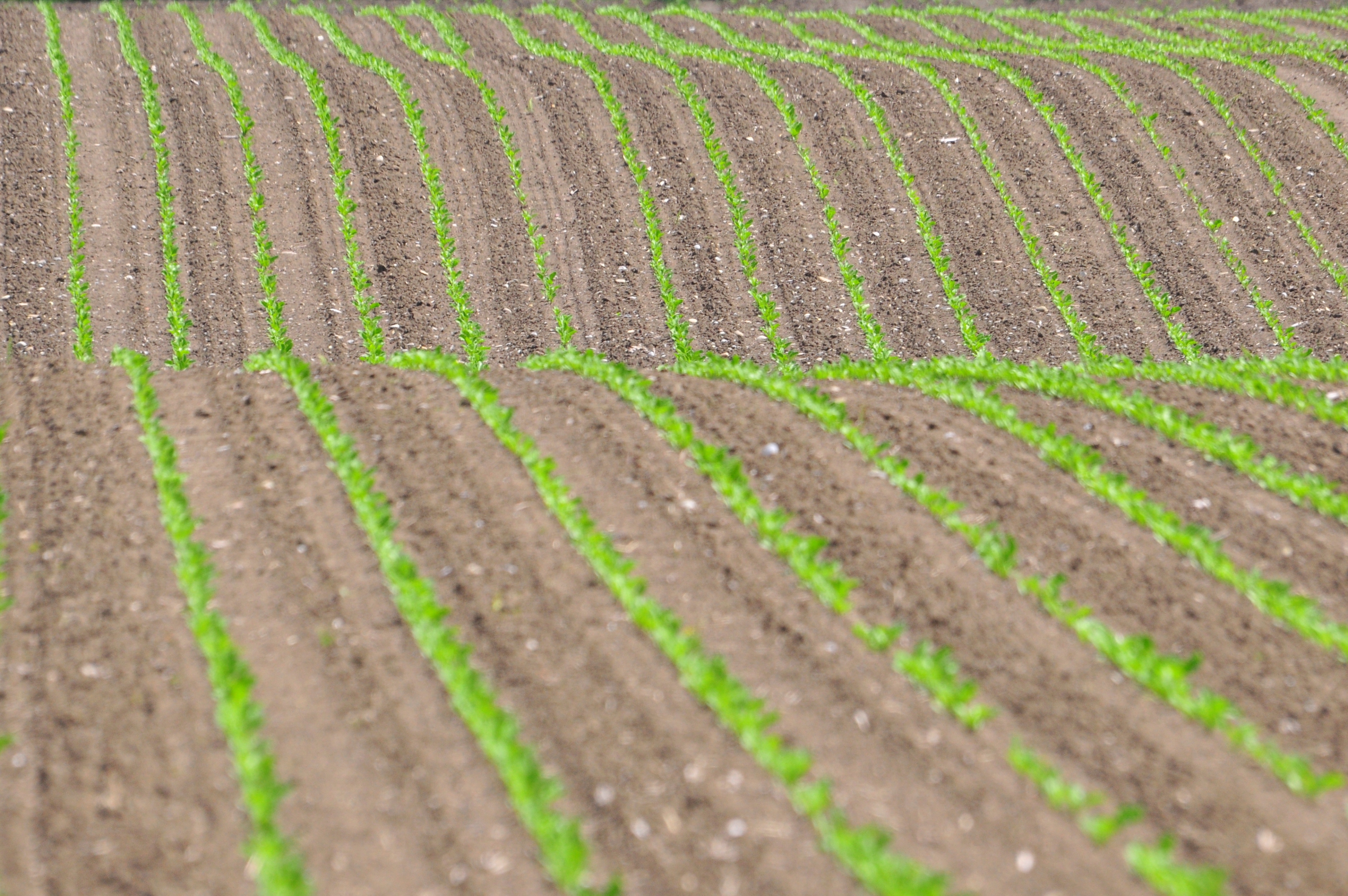 La haute qualité du sol est d'une importance capitale pour la production alimentaire. En même temps, le sol remplit d'autres fonctions importantes, par exemple comme filtre pour la production d'eau potable ou comme réservoir d'eau et de carbone. Les fonctions du sol sont menacées, entre autres, par le compactage et l'érosion.
