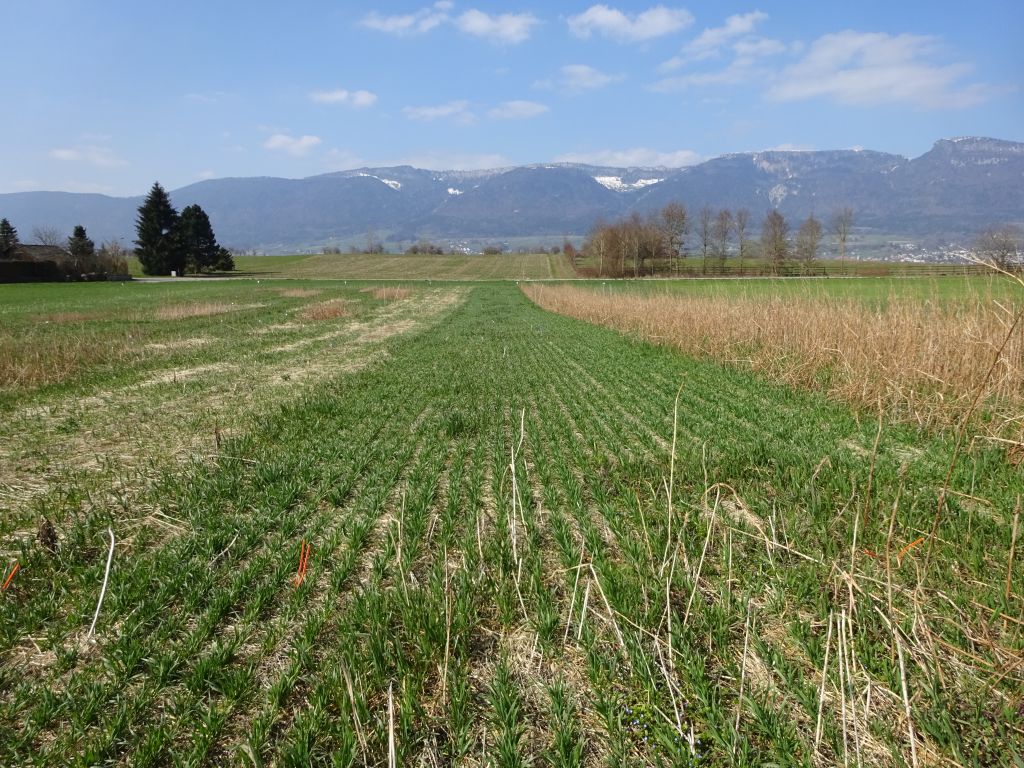 Le développement du blé d’automne semé directement dans des couverts végétaux vivants diffère selon la nature de l’engrais vert retenu (de gauche à droite: avoine rude, pois fourrager et moutarde Sarepta).